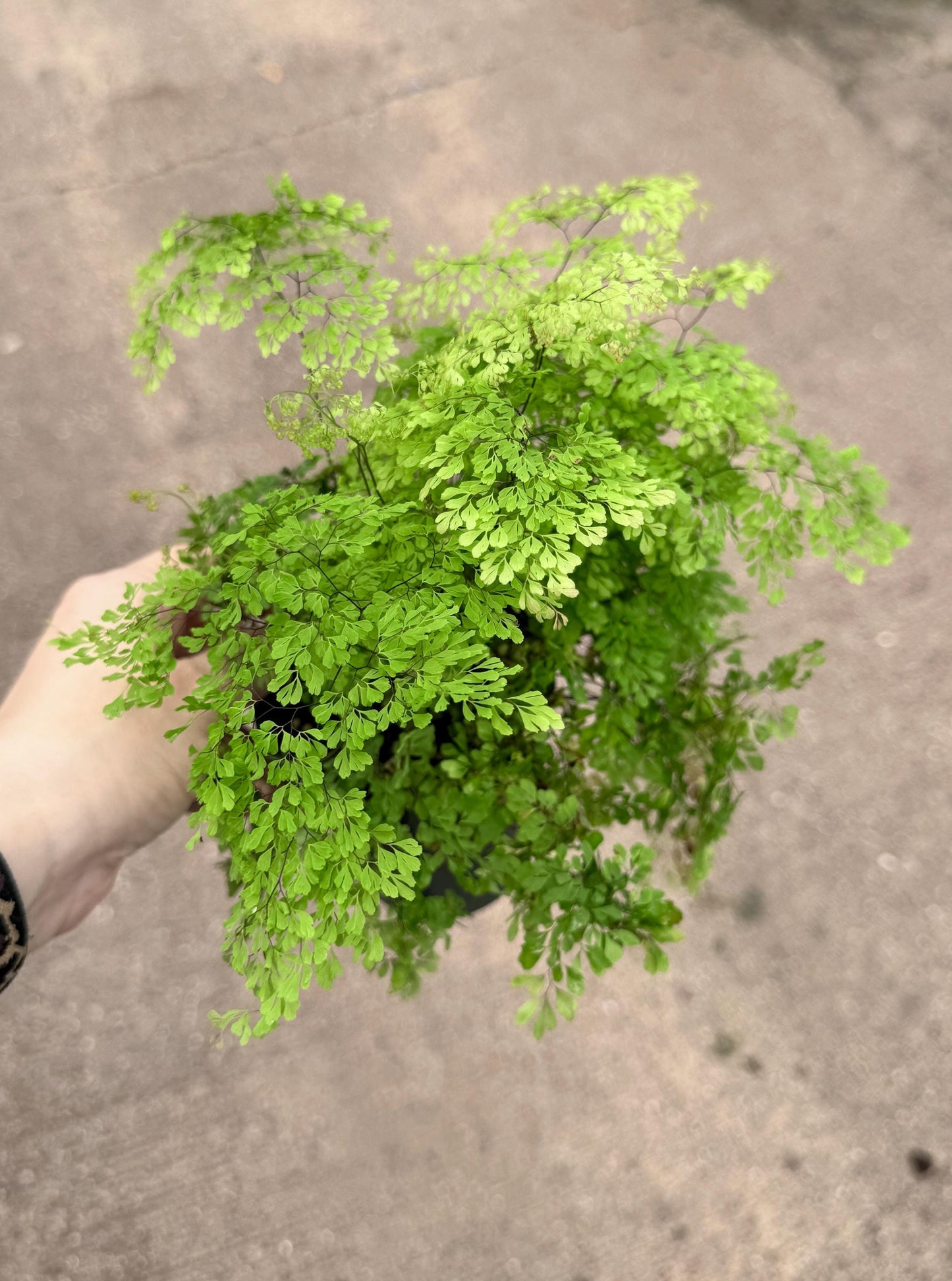 Fern Misty Cloud Maidenhair Plant - 4 inch Pot - Live Plant - optional decorative pot