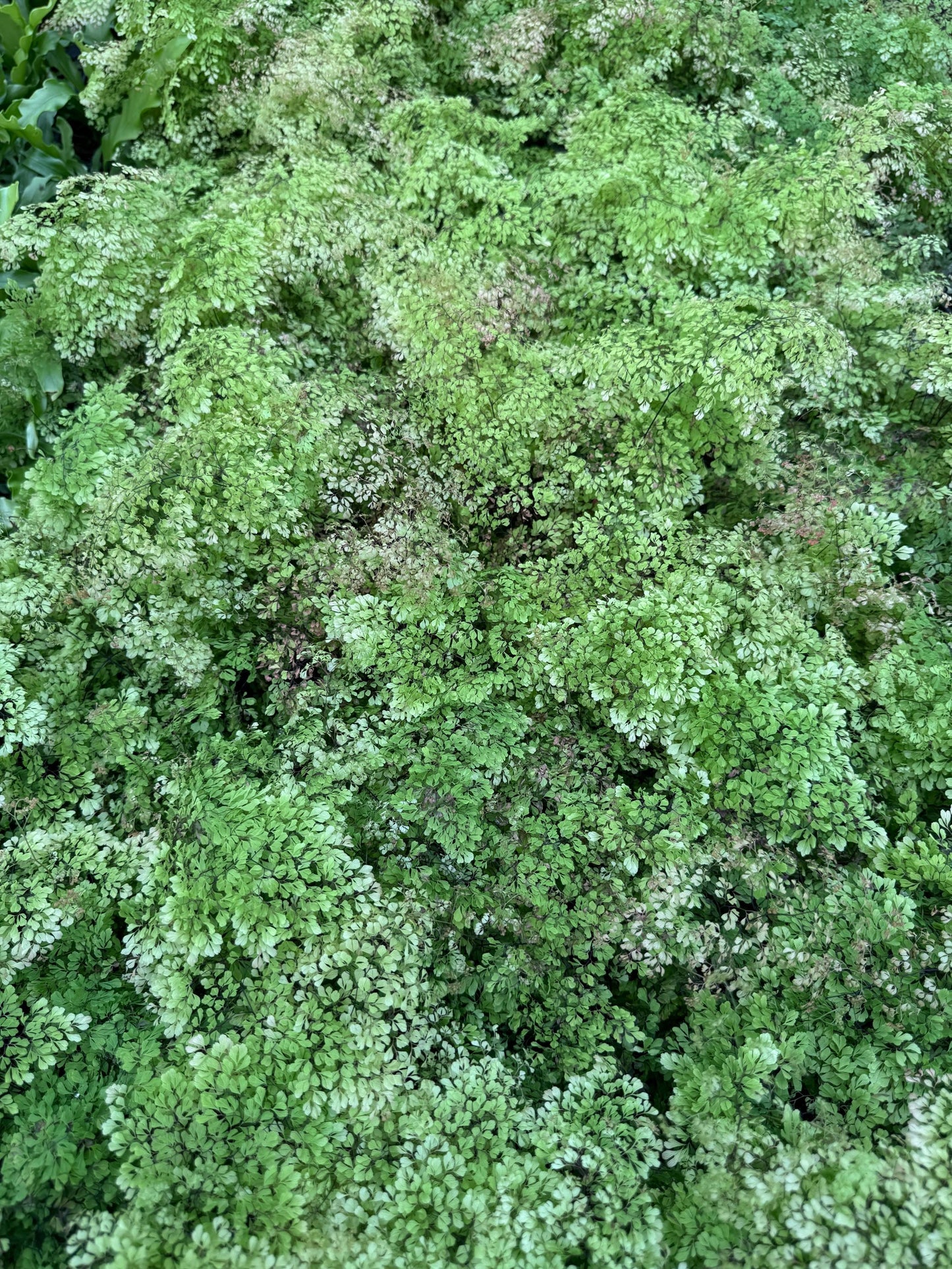 Fern Misty Cloud Maidenhair Plant - 4 inch Pot - Live Plant - optional decorative pot