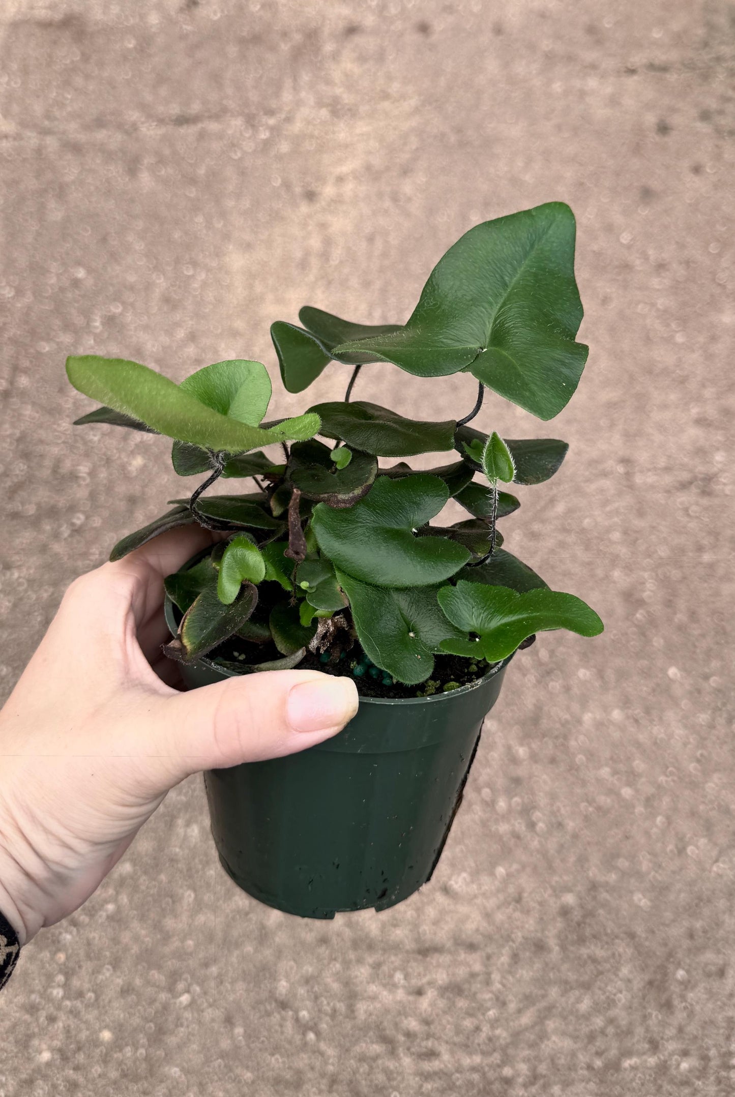 Fern Heart Plant - 4 inch Pot - Live Plant - optional decorative pot