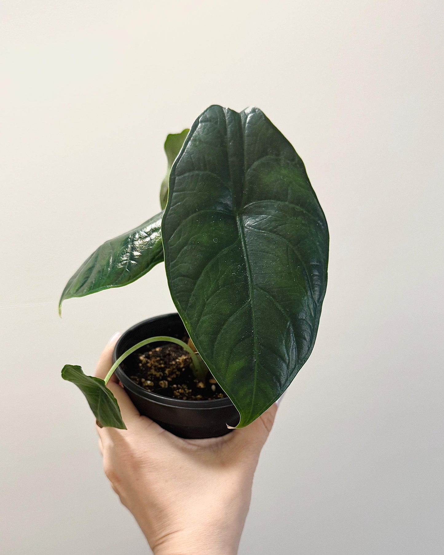 Alocasia Green Unicorn Plant- Live Plant 4" Nursery Pot