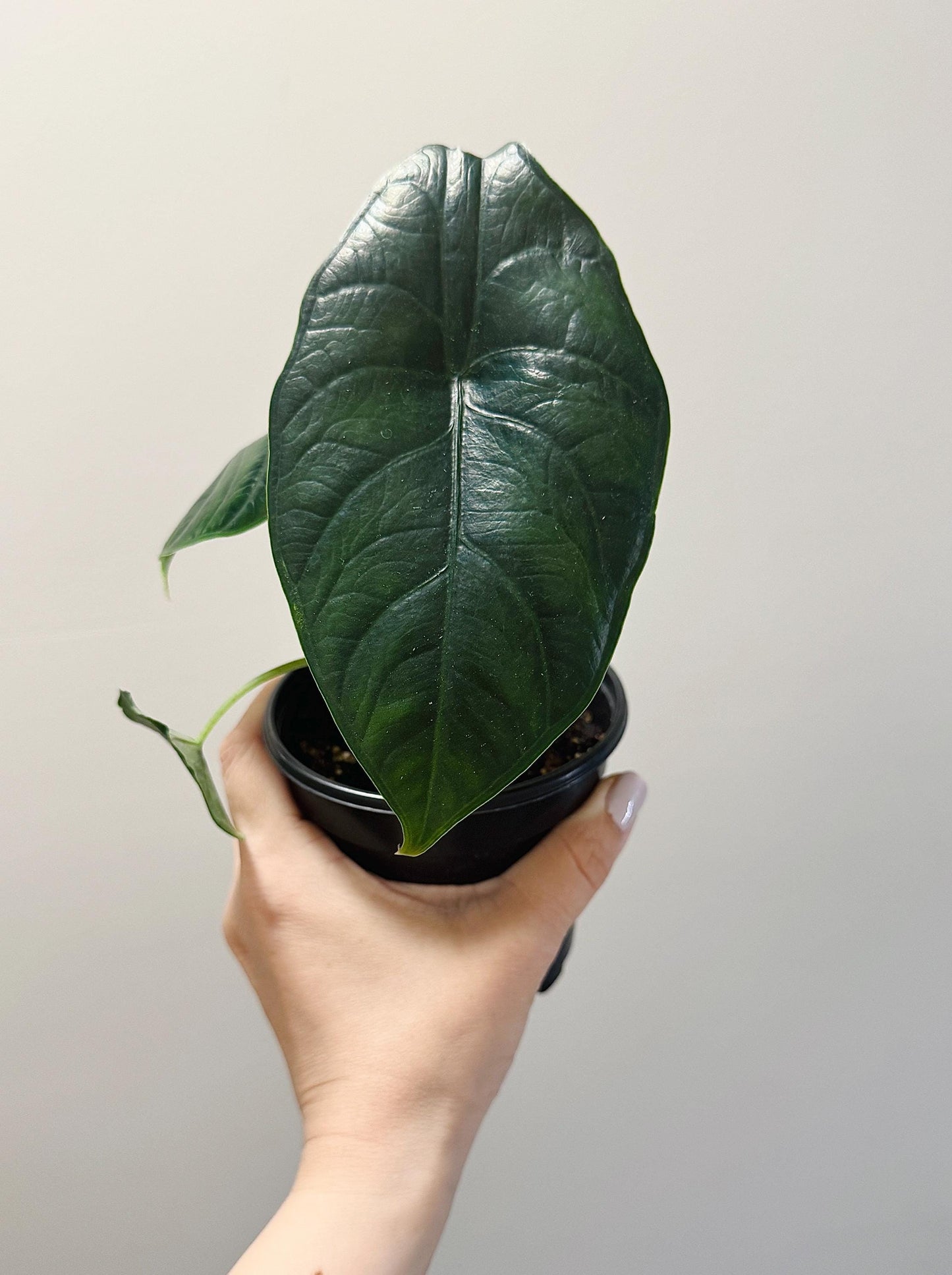 Alocasia Green Unicorn Plant- Live Plant 4" Nursery Pot