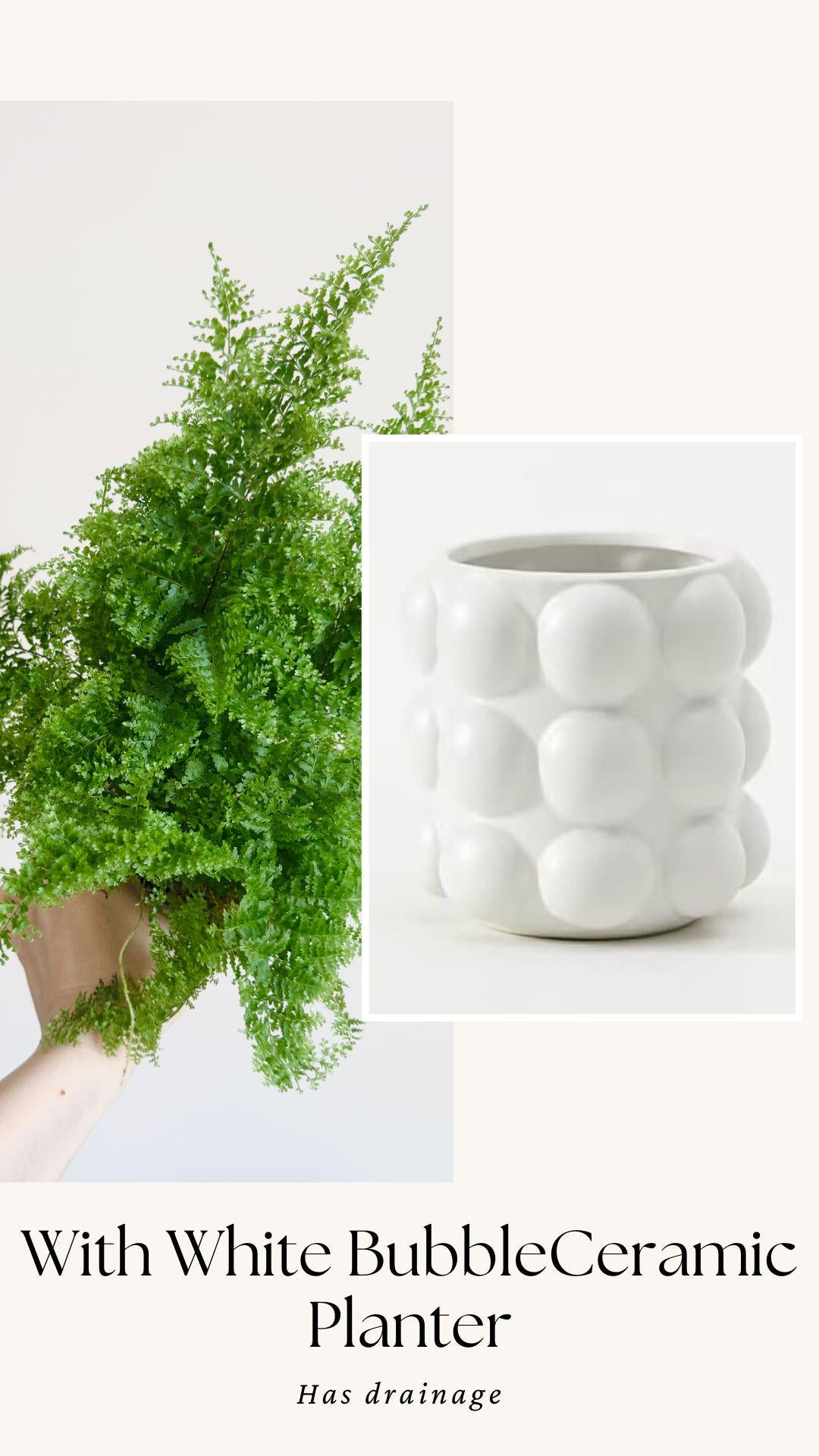 Fern Cotton Candy Plant - 4 inch Pot - Live Plant - optional decorative pot