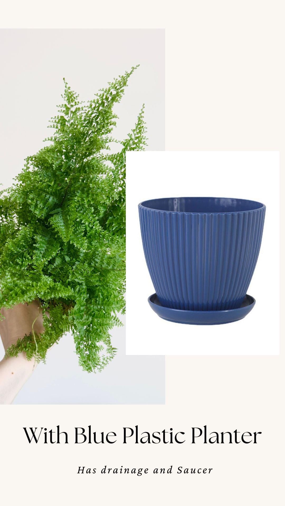 Fern Cotton Candy Plant - 4 inch Pot - Live Plant - optional decorative pot