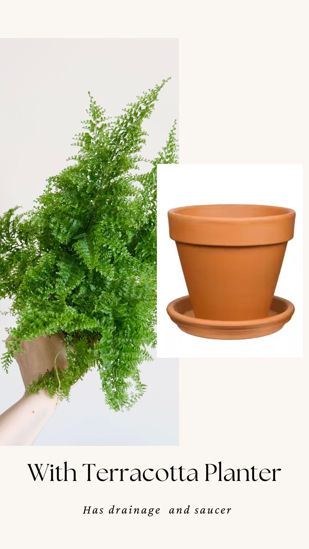 Fern Cotton Candy Plant - 4 inch Pot - Live Plant - optional decorative pot