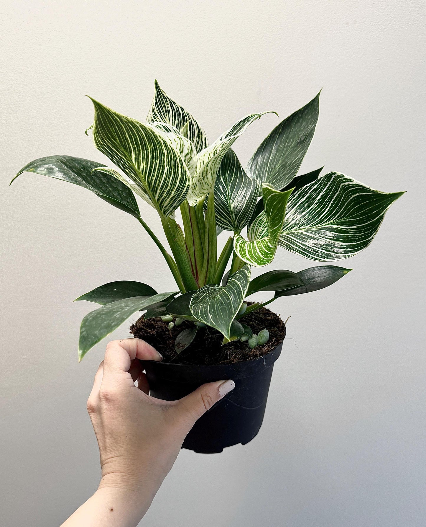 Philodendron Birkin Plant Flowering Plant - 6 inch Pot - Live Plant