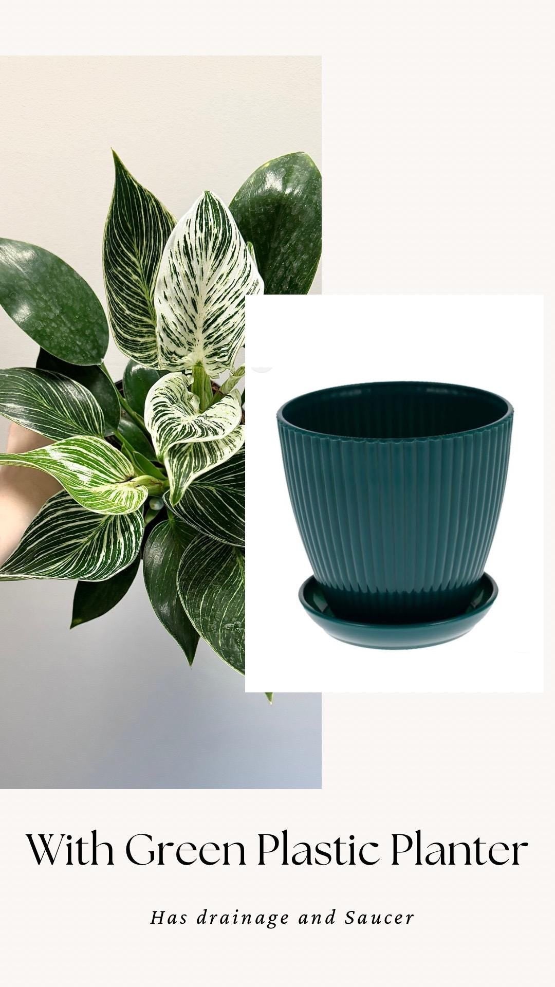 Philodendron Birkin Plant Flowering Plant - 6 inch Pot - Live Plant