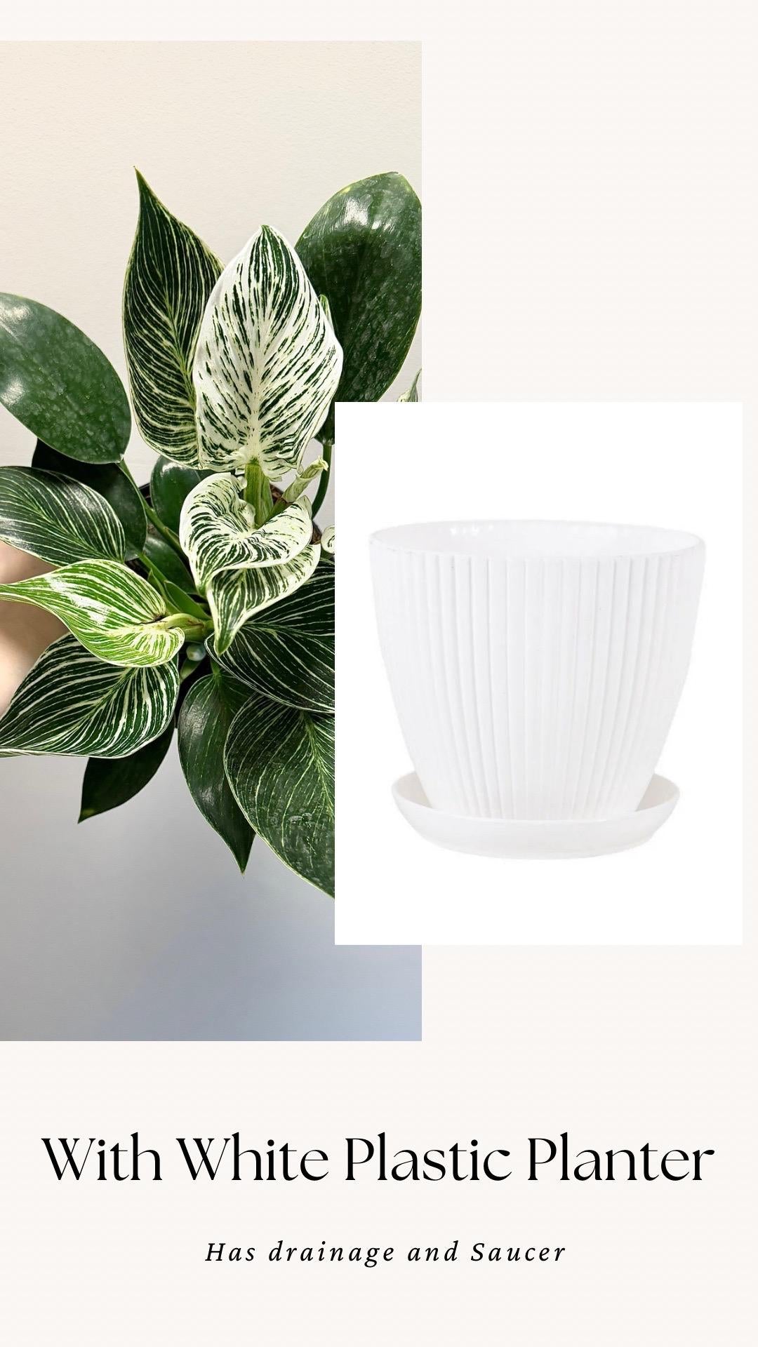 Philodendron Birkin Plant Flowering Plant - 6 inch Pot - Live Plant