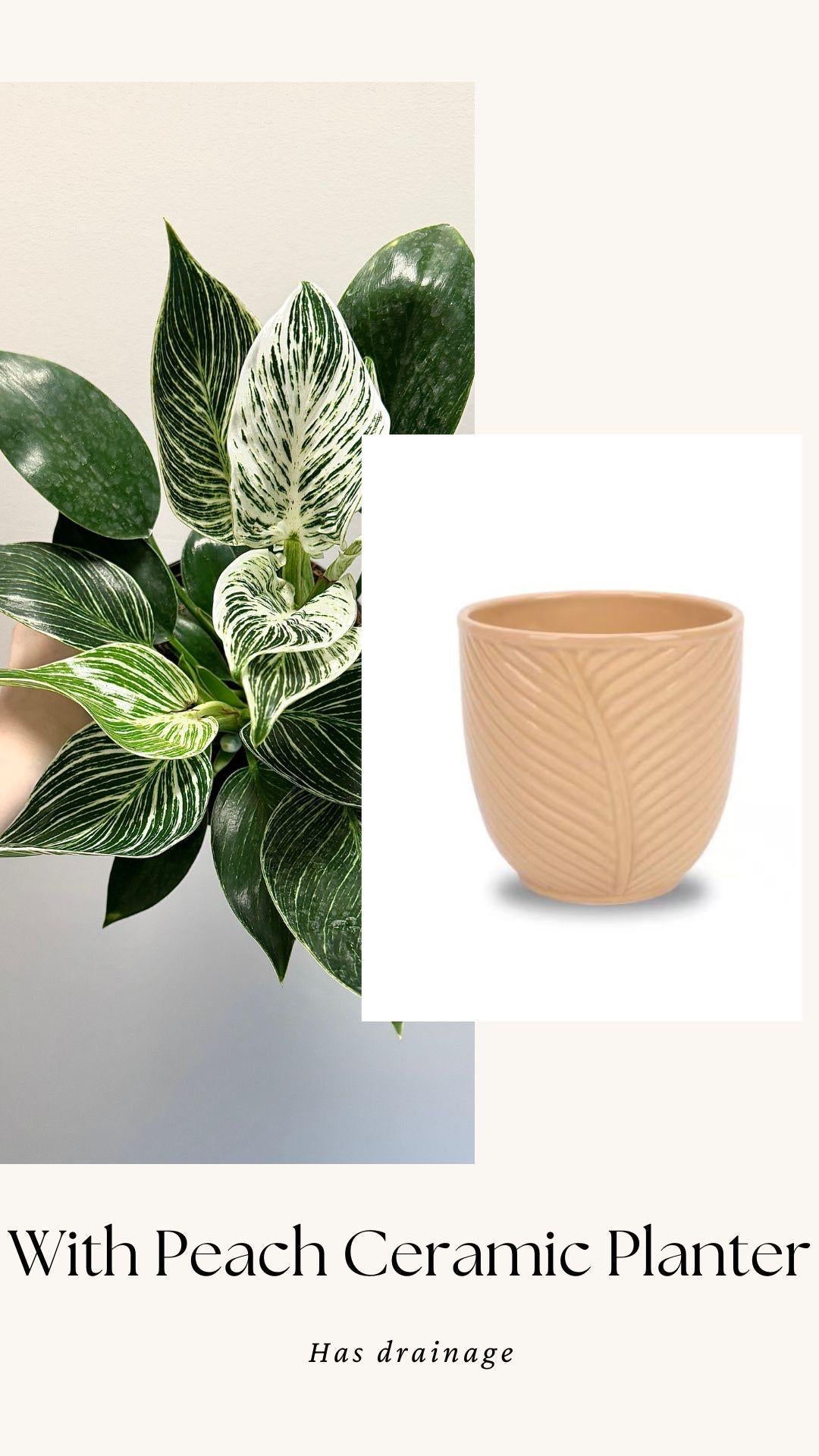 Philodendron Birkin Plant Flowering Plant - 6 inch Pot - Live Plant