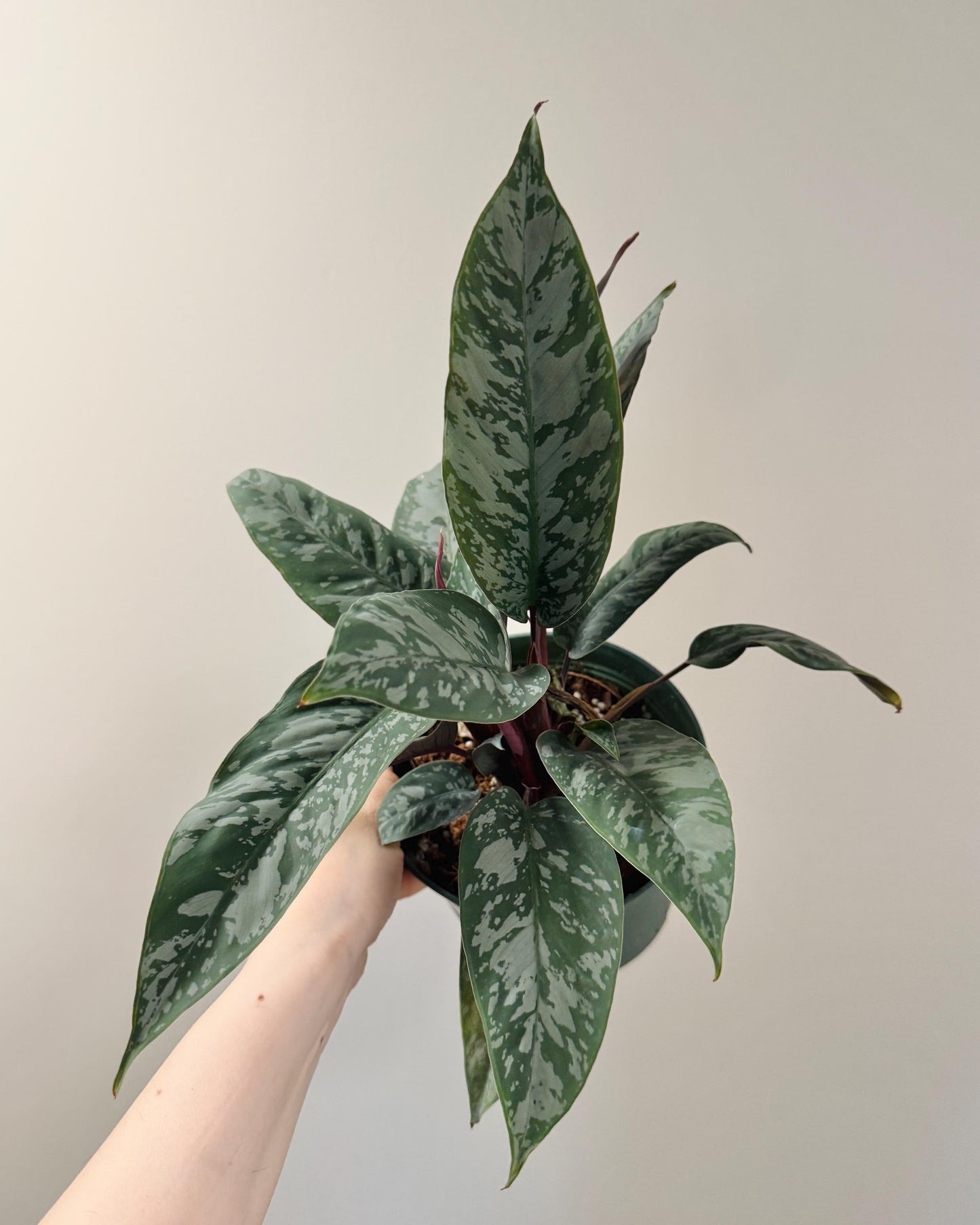 Apoballis Acuminatissima Lavallei | Homalomena Purple Sword Plant | 6 inch pot