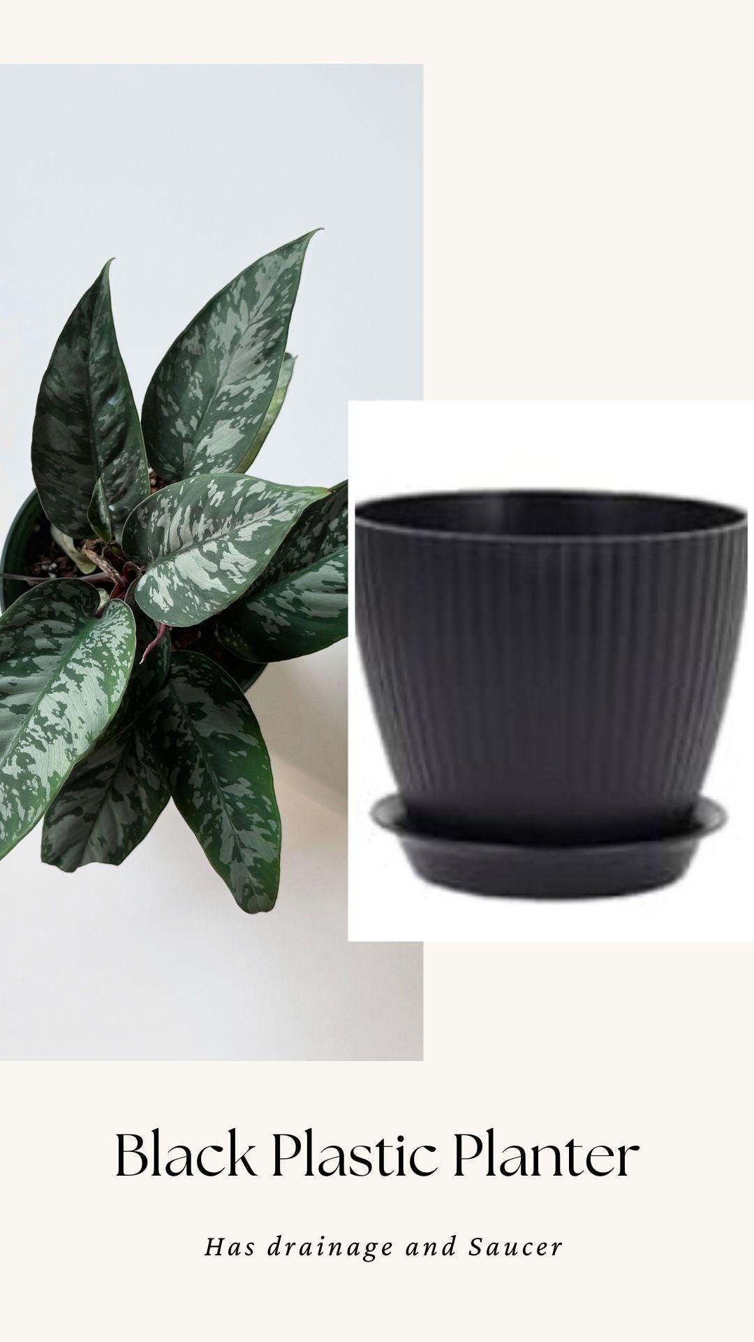 Apoballis Acuminatissima Lavallei | Homalomena Purple Sword Plant | 6 inch pot