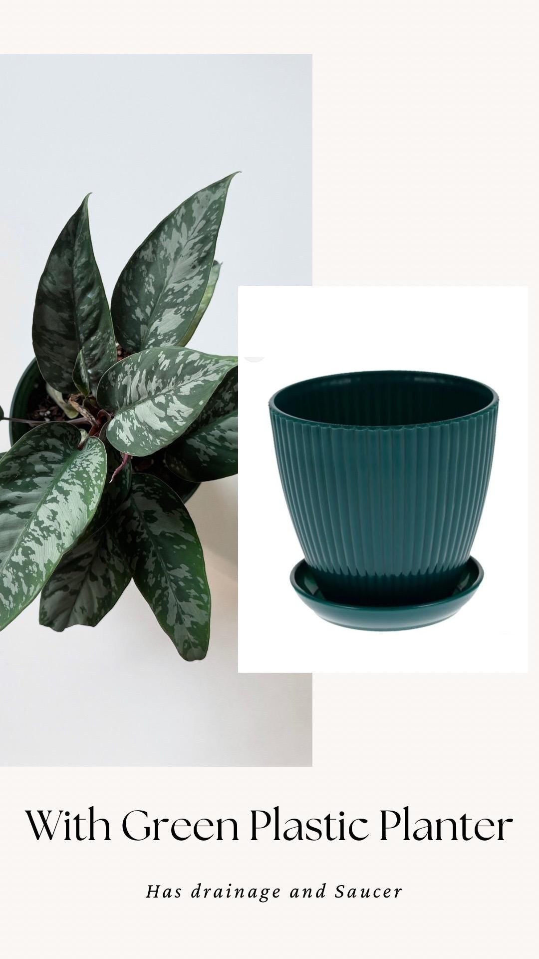 Apoballis Acuminatissima Lavallei | Homalomena Purple Sword Plant | 6 inch pot