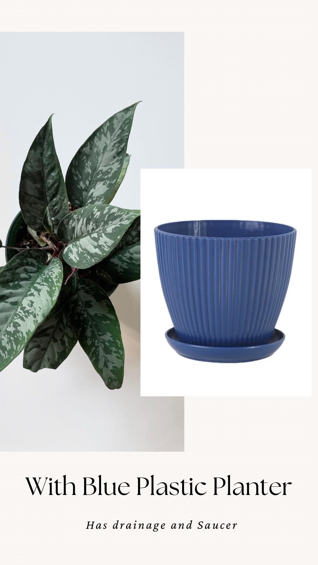 Apoballis Acuminatissima Lavallei | Homalomena Purple Sword Plant | 6 inch pot