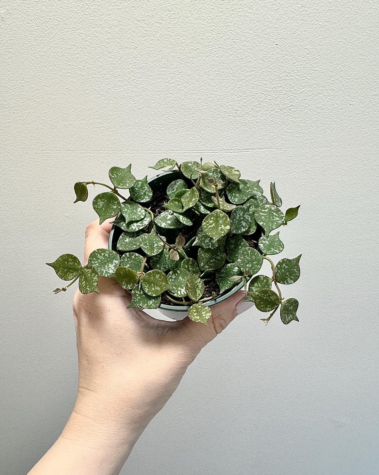 Hoya Curtisii Flowering Plant - 4 inch Pot - Live Plant - optional decorative pot
