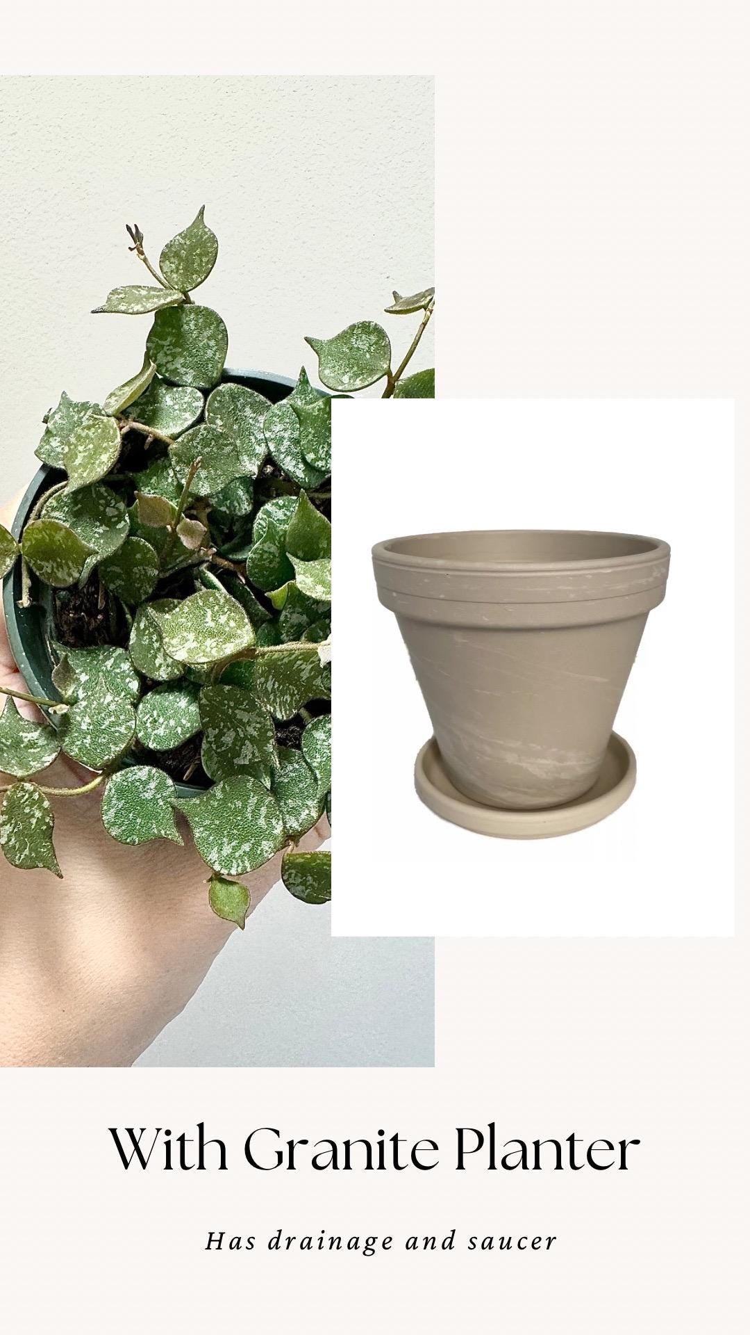 Hoya Curtisii Flowering Plant - 4 inch Pot - Live Plant - optional decorative pot