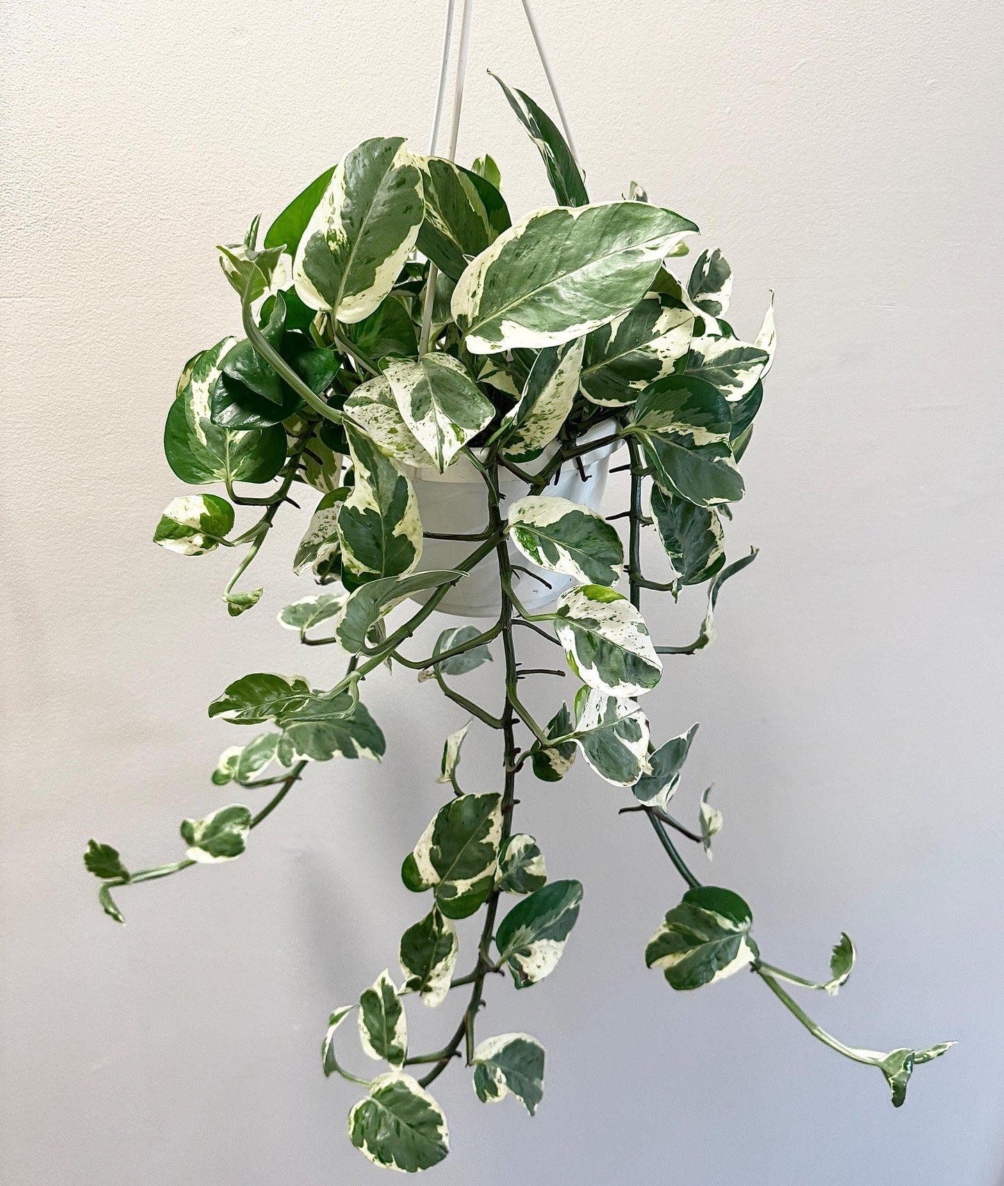 N'Joy Pothos Pearls and Jade Plant - Epipremnum Aureum - 6ā Hanging Pot