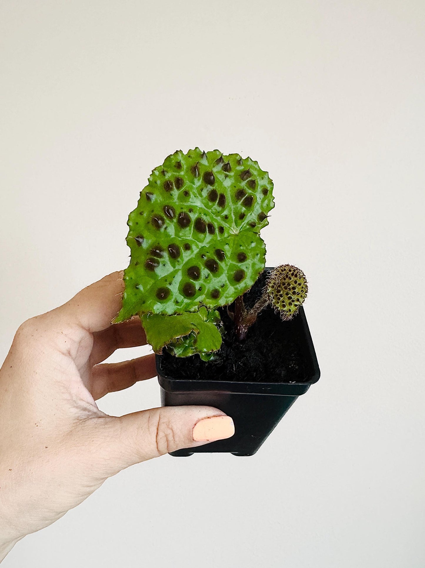 Begonia Melanobullata - 2.5β Pot - RARE Live plant - optional decorative pot