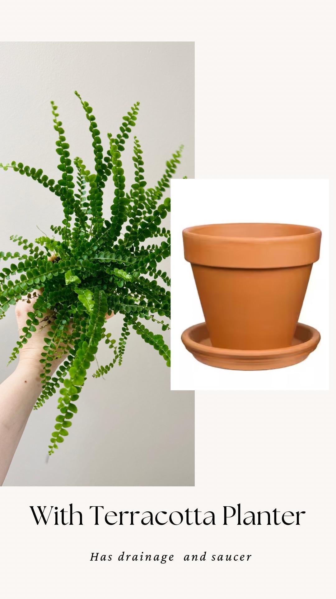 Lemon Button Fern Plant - 4 inch Pot - Live Plant - optional decorative pot