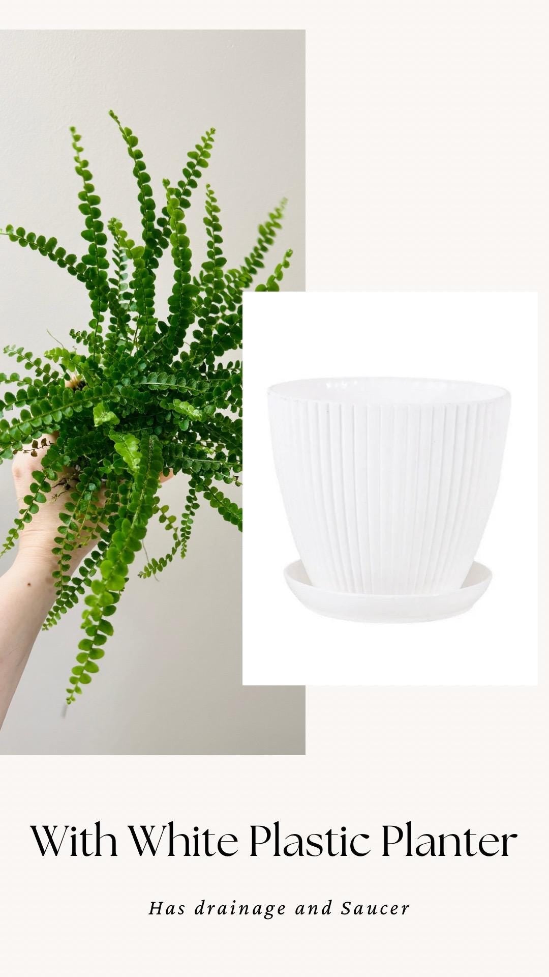Lemon Button Fern Plant - 4 inch Pot - Live Plant - optional decorative pot