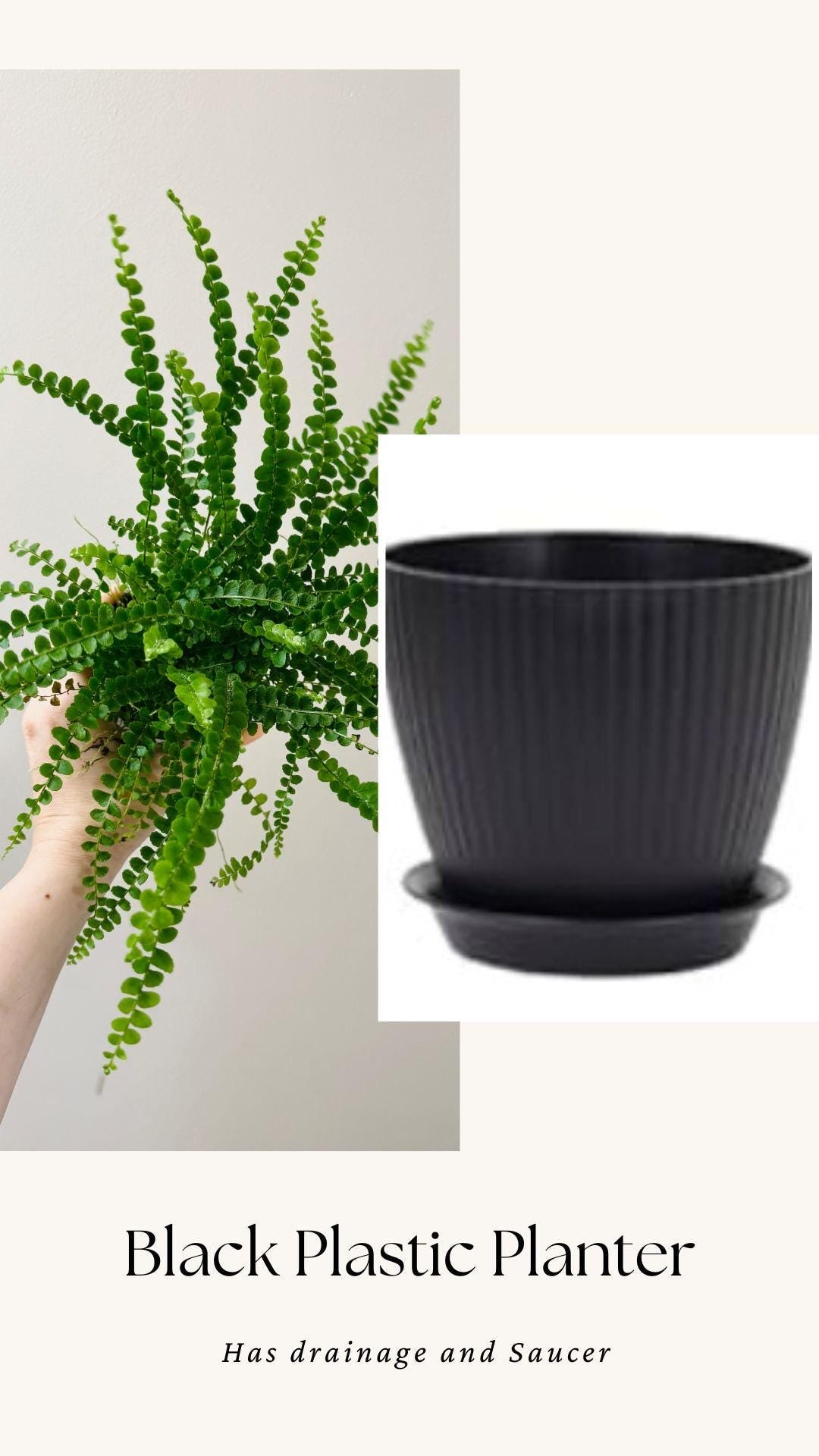 Lemon Button Fern Plant - 4 inch Pot - Live Plant - optional decorative pot