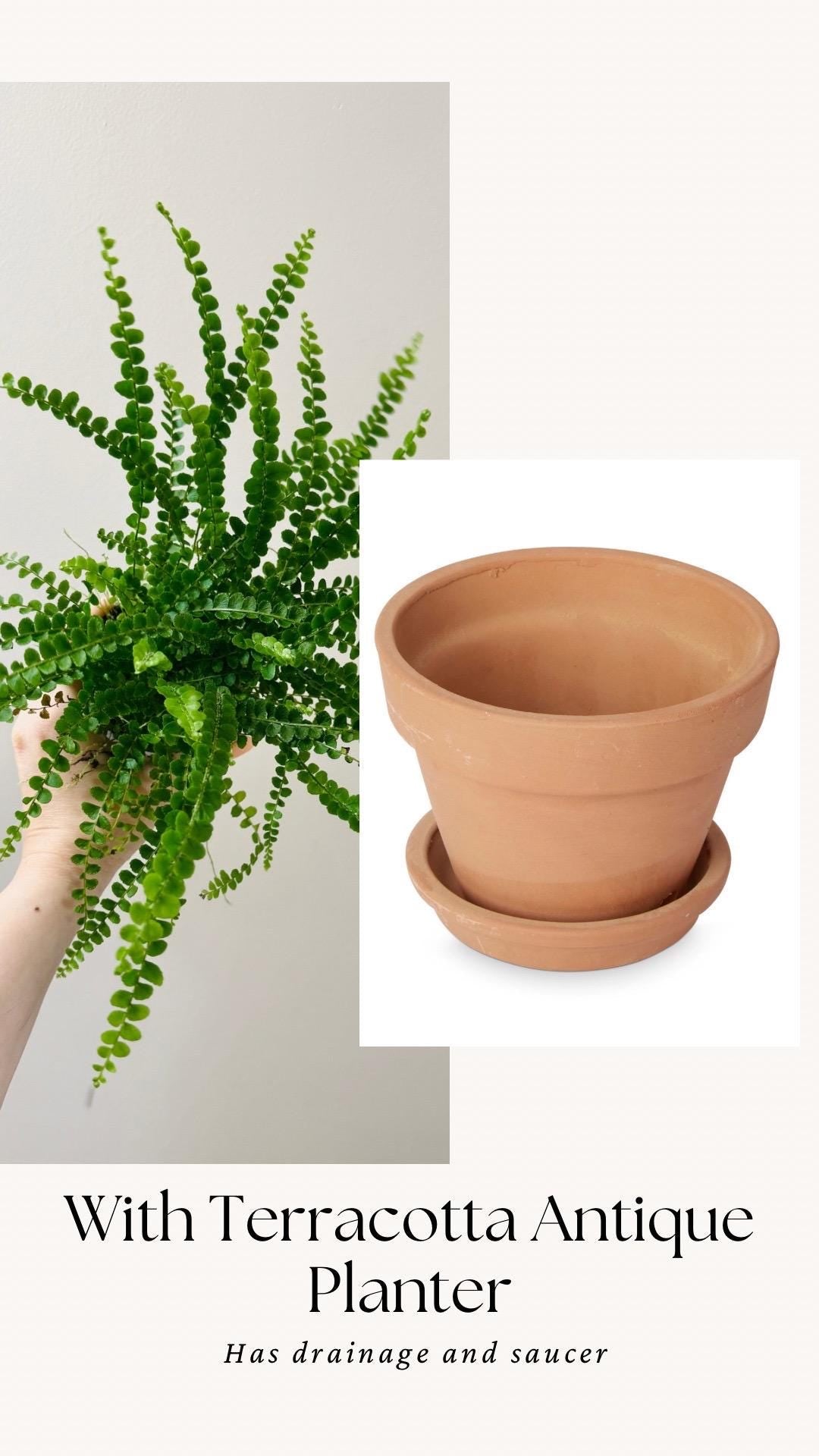 Lemon Button Fern Plant - 4 inch Pot - Live Plant - optional decorative pot