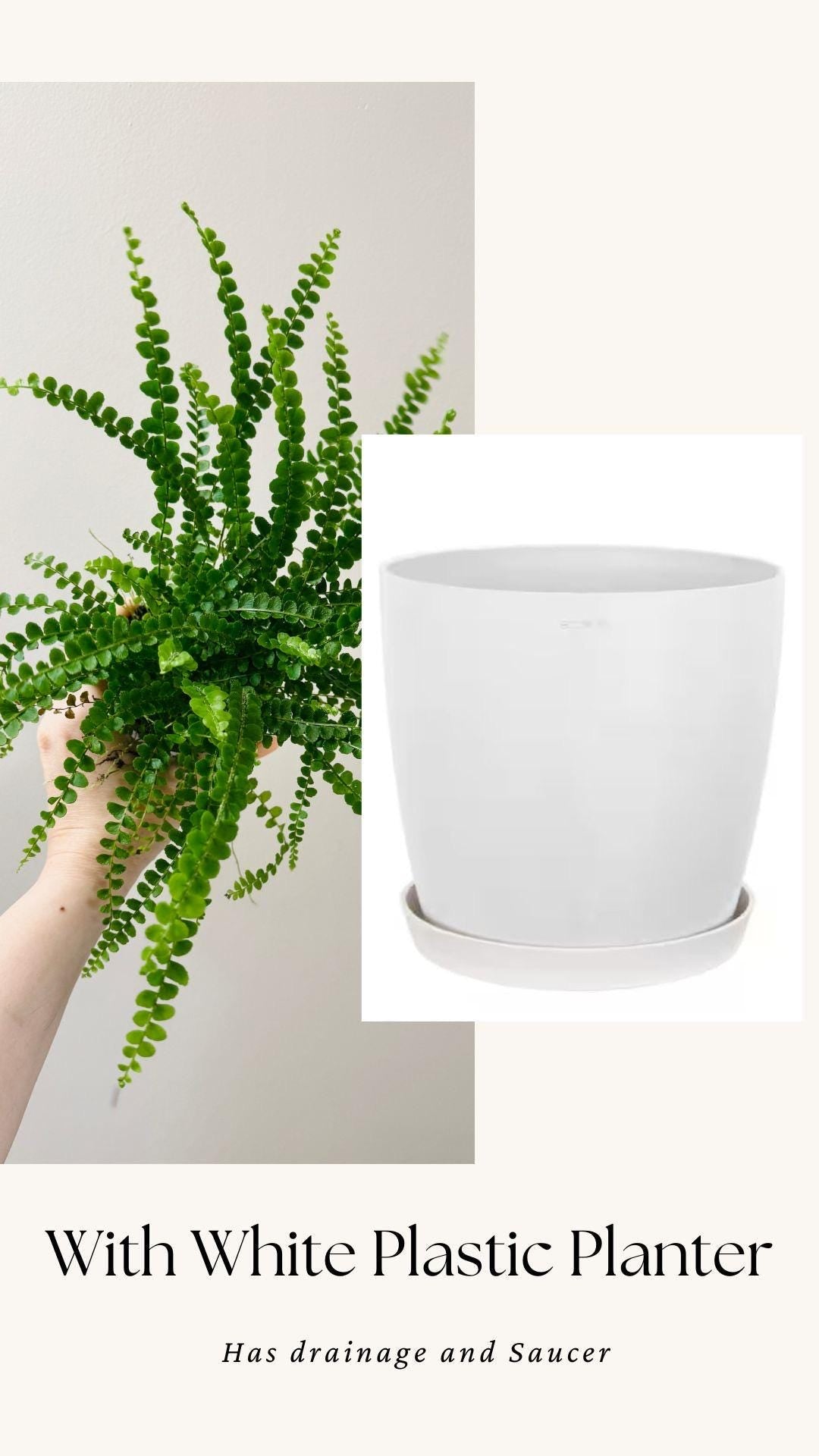 Lemon Button Fern Plant - 4 inch Pot - Live Plant - optional decorative pot