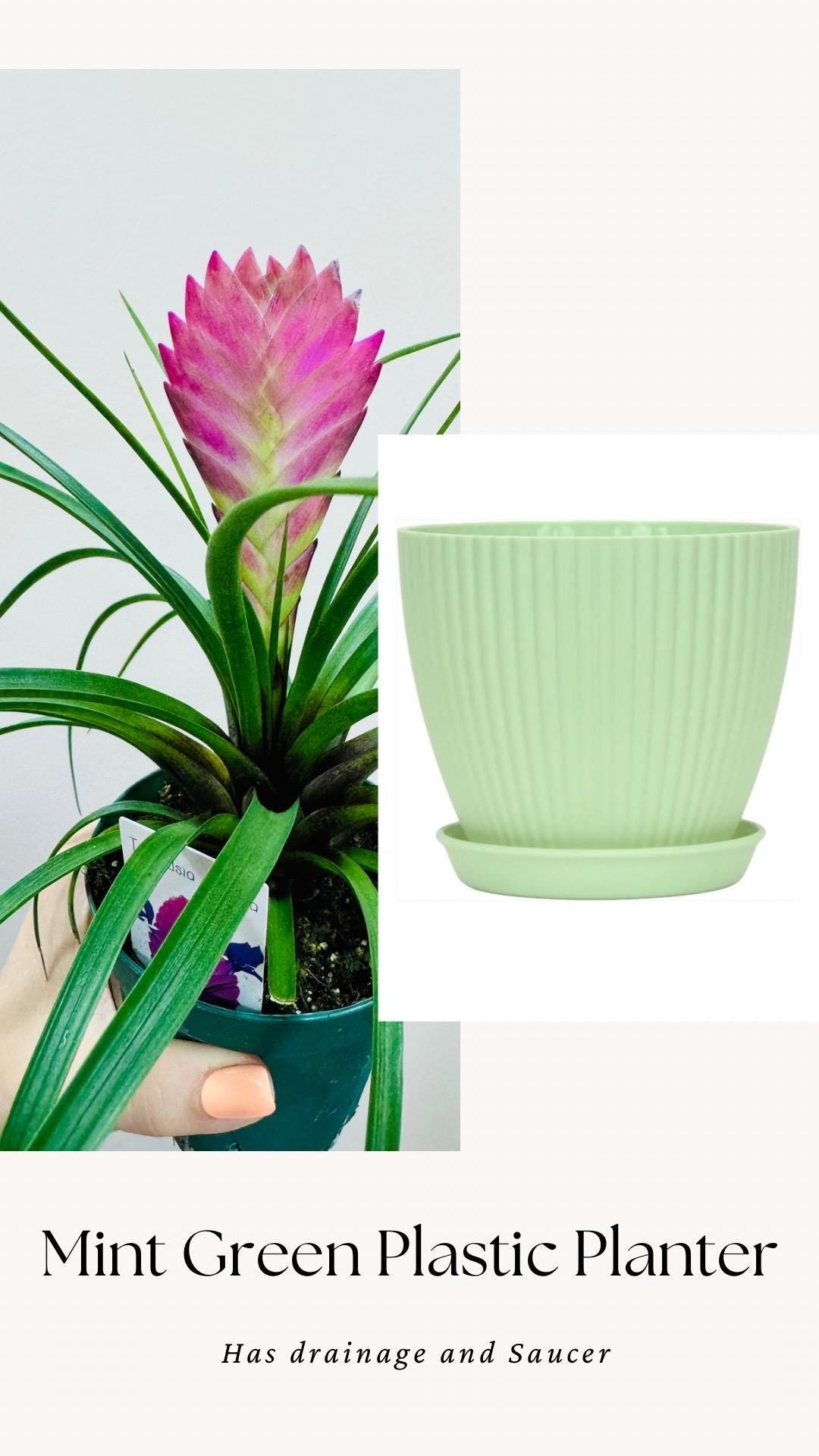 Tillandsia Cyane Plant | Pink Quill Bromeliad | 4 inch pot