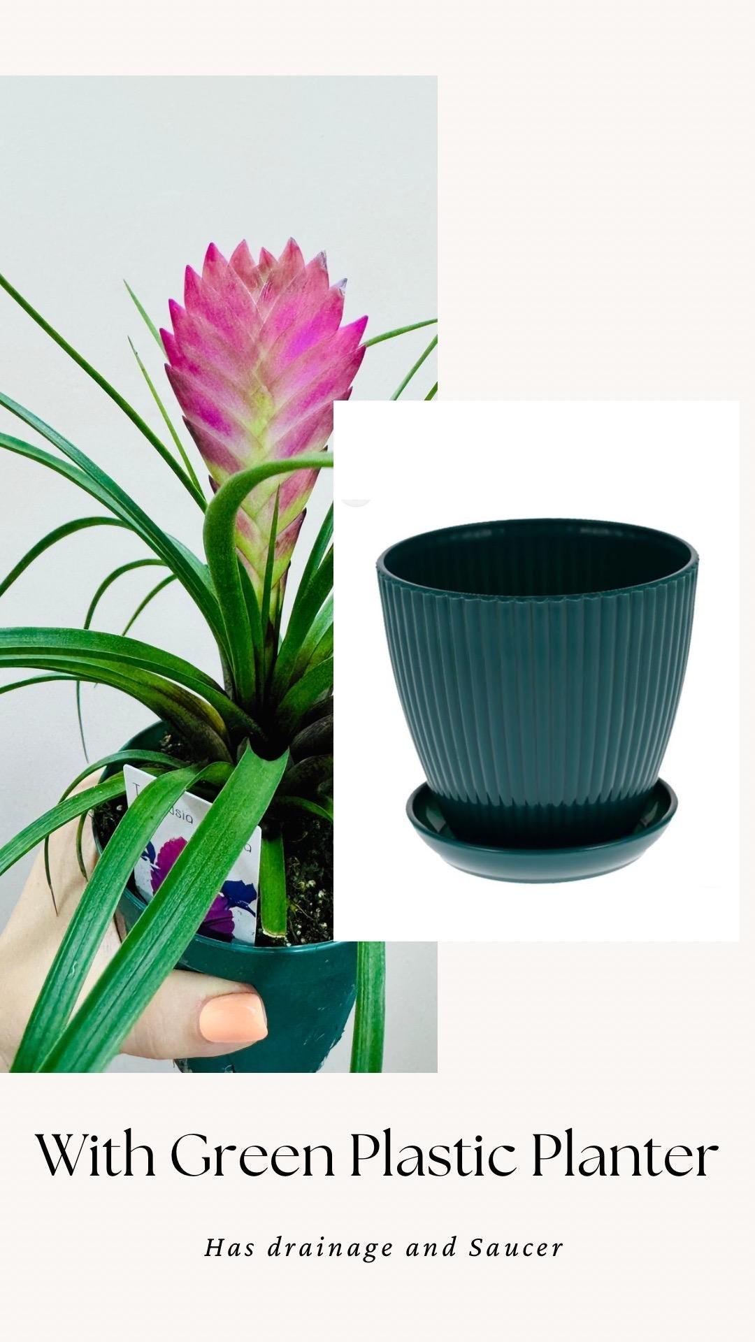 Tillandsia Cyane Plant | Pink Quill Bromeliad | 4 inch pot