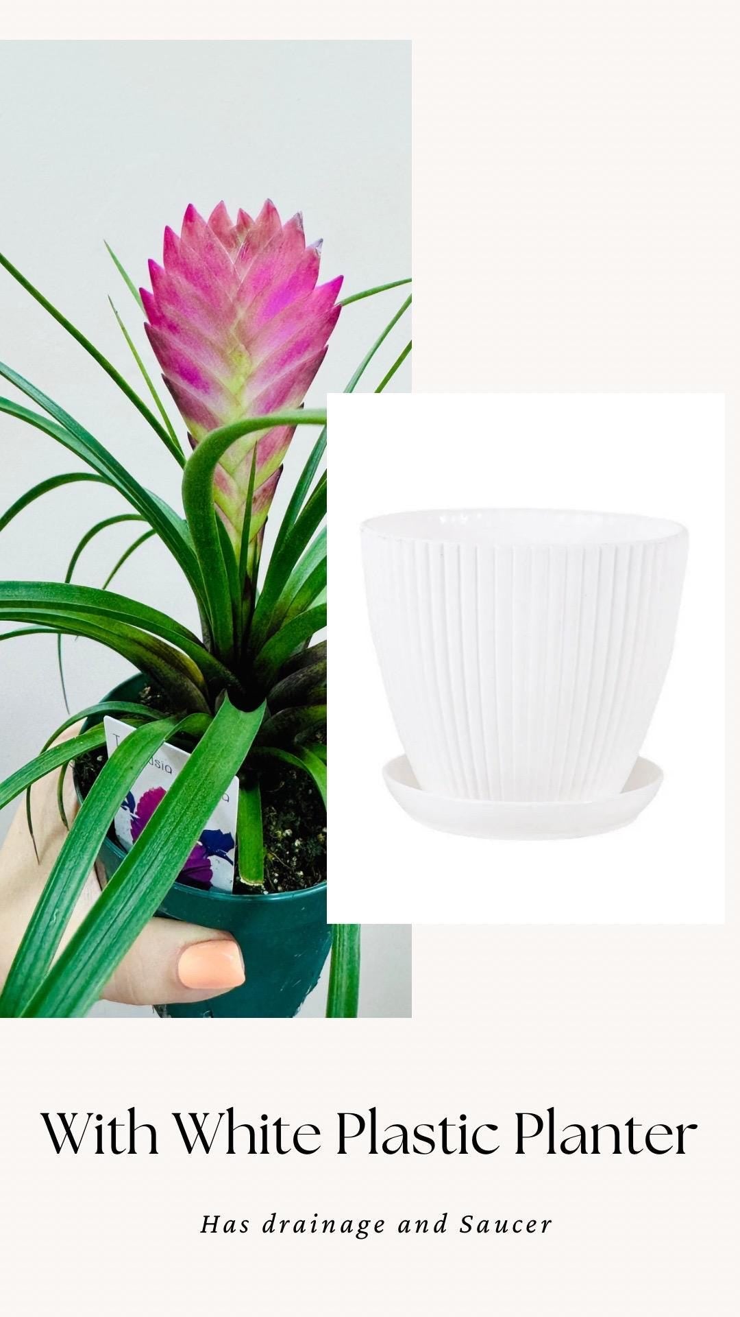 Tillandsia Cyane Plant | Pink Quill Bromeliad | 4 inch pot