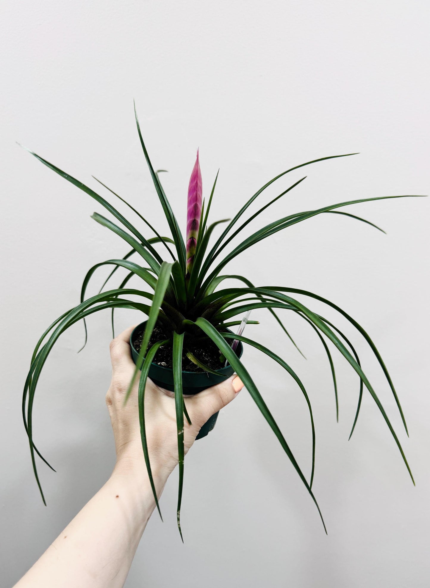 Tillandsia Cyane Plant | Pink Quill Bromeliad | 4 inch pot