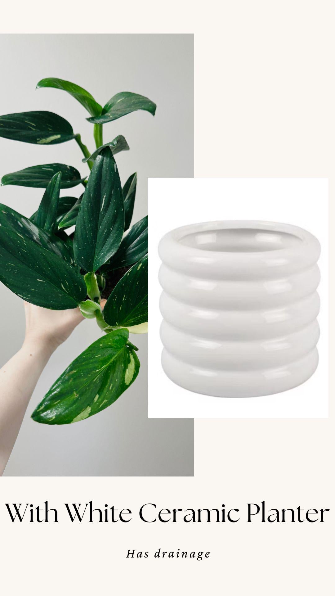 Monstera Standleyana Albo Variegated - 6 inch Pot - Live Houseplant