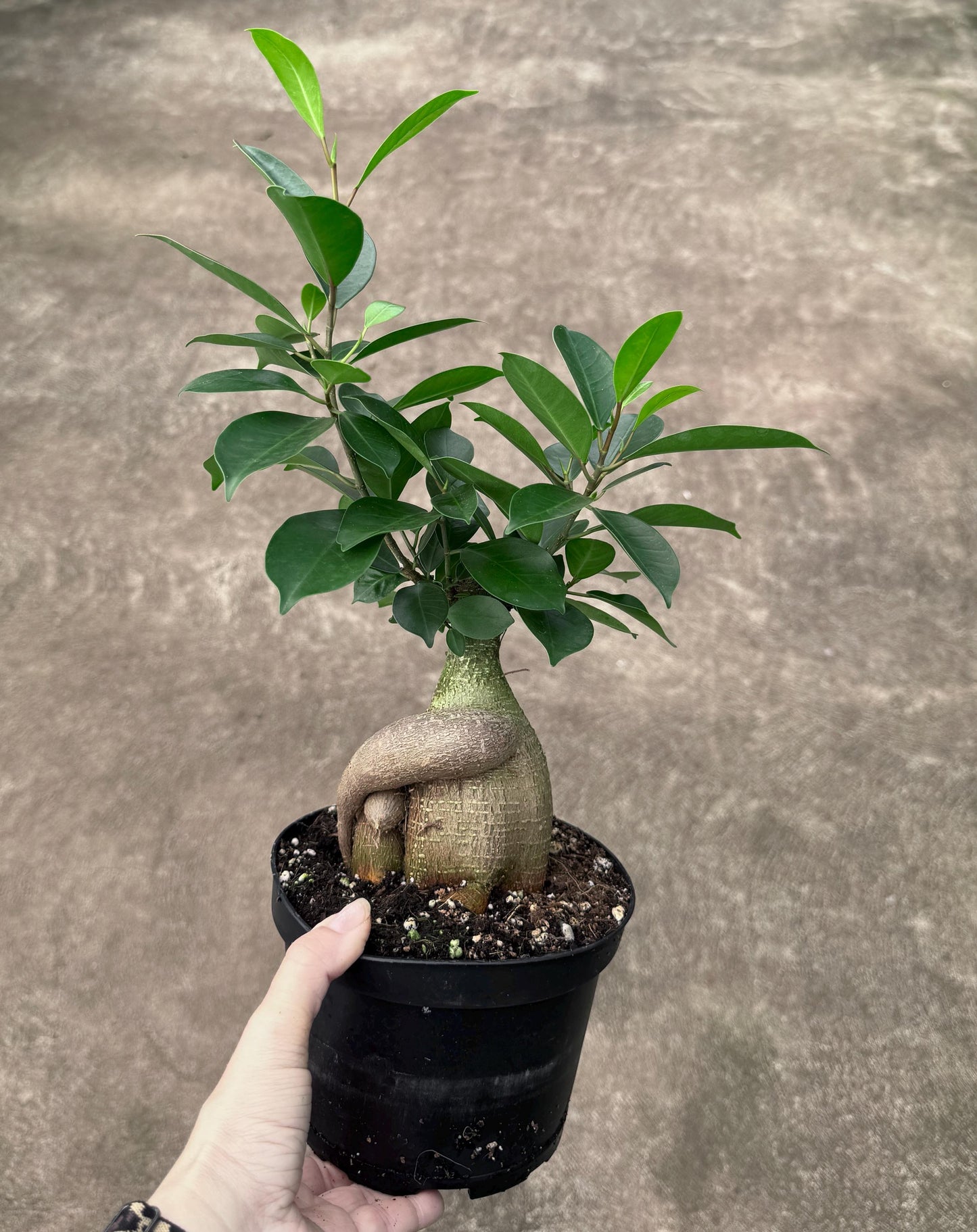 Ficus Microcarpa Ginseng Plant - 6 inch Pot - Live Houseplant