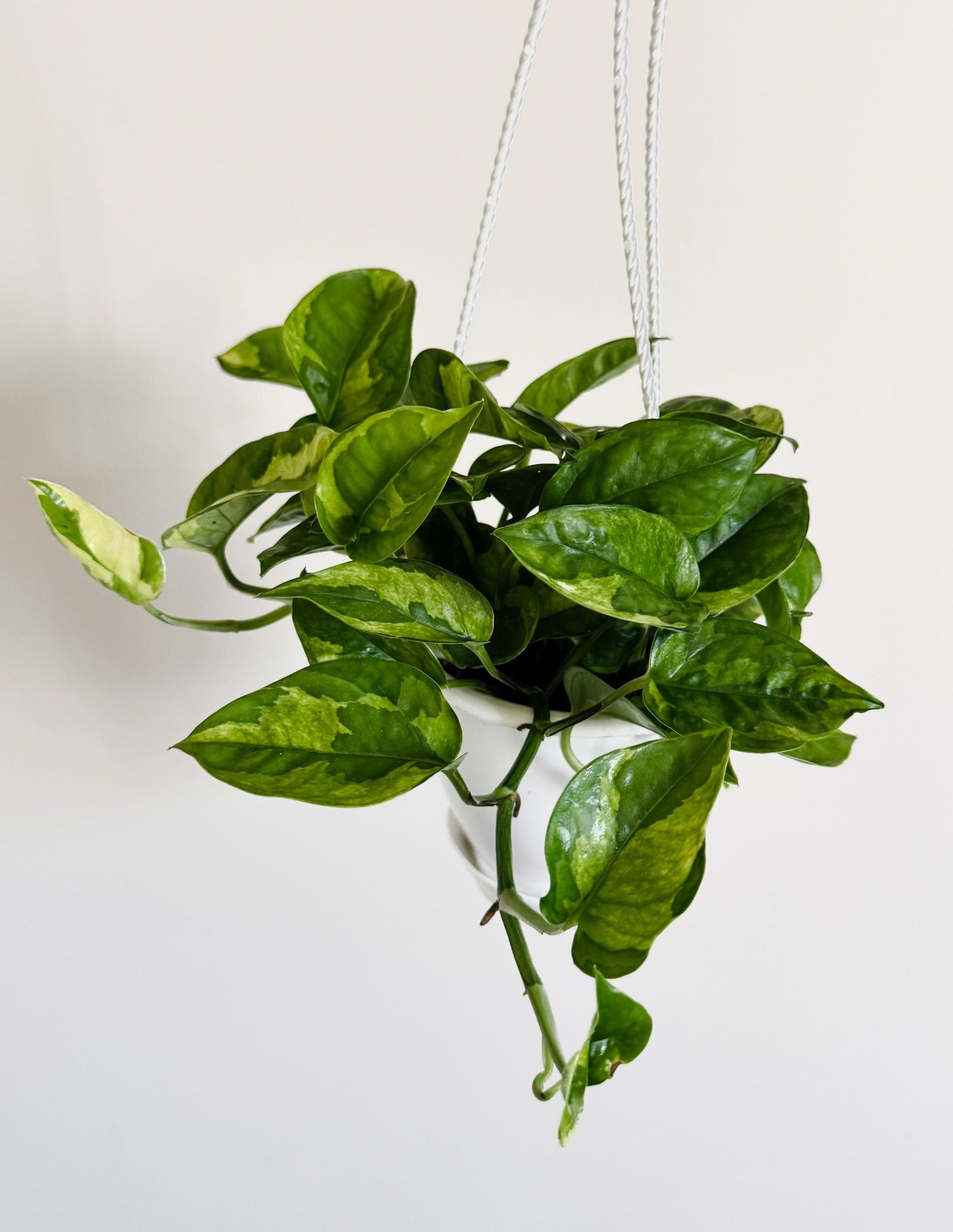 Lizard Queen Pothos Plant - Epipremnum Aureum - 4.5 Hanging Pot