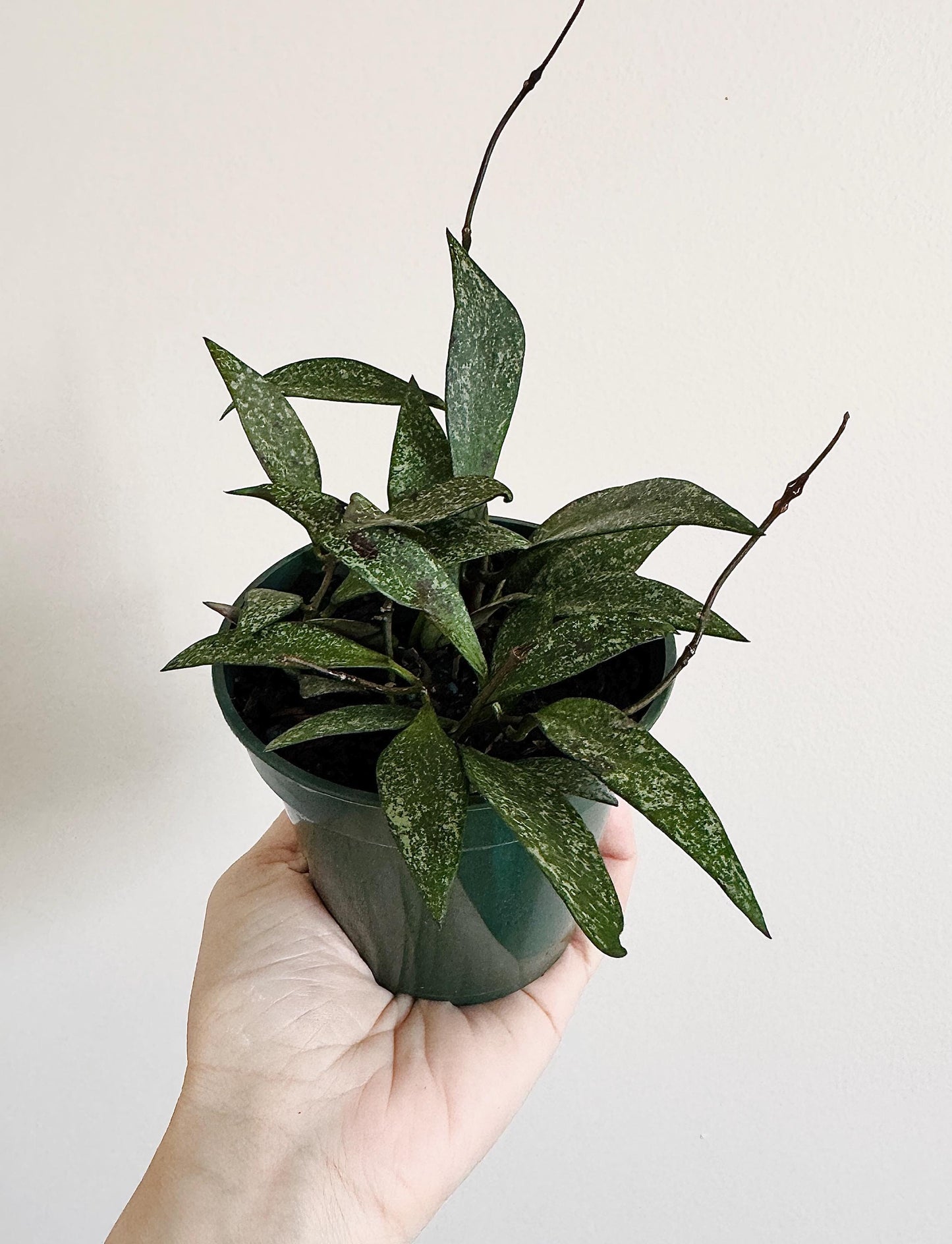 Hoya Parviflora Flowering Wax Plant - 4 inch Pot - Live Plant - optional decorative pot