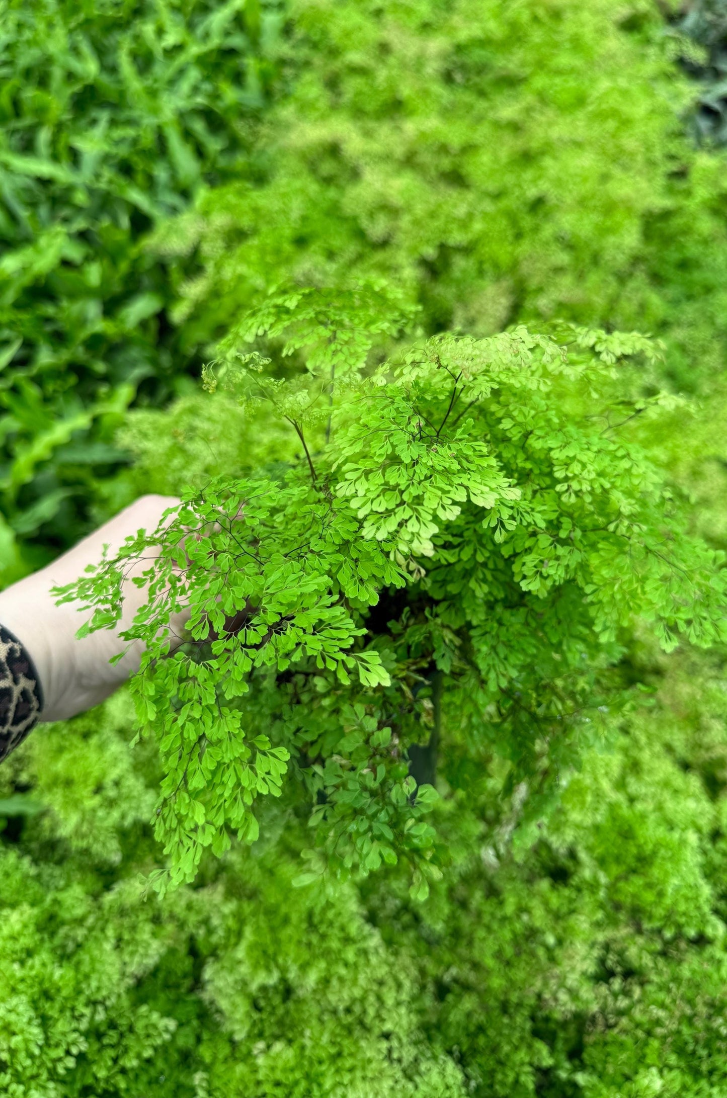 Fern Misty Cloud Maidenhair Plant - 4 inch Pot - Live Plant - optional decorative pot