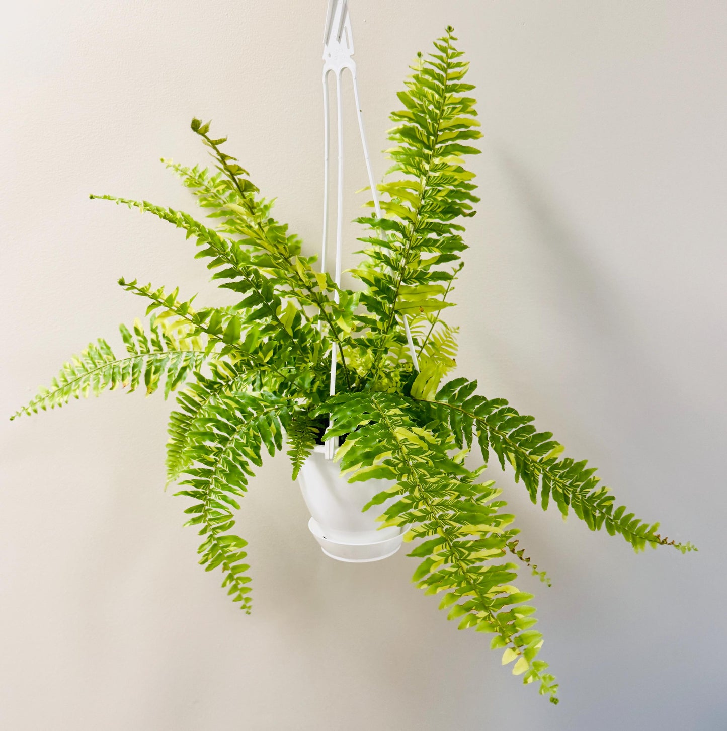 Fern Tiger - 4.5" Hanging Pot - Live Plant - optional decorative basket