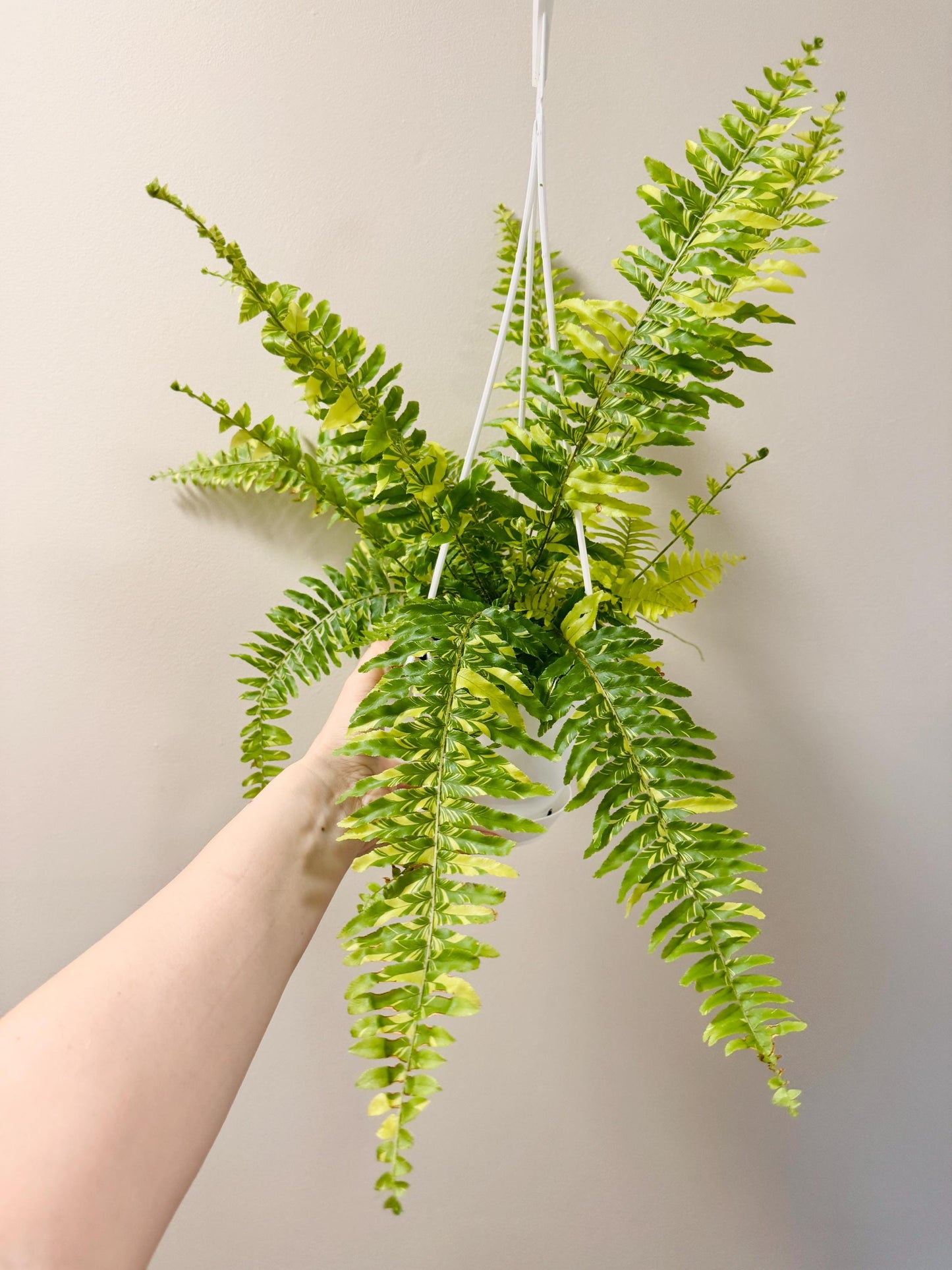 Fern Tiger - 4.5" Hanging Pot - Live Plant - optional decorative basket
