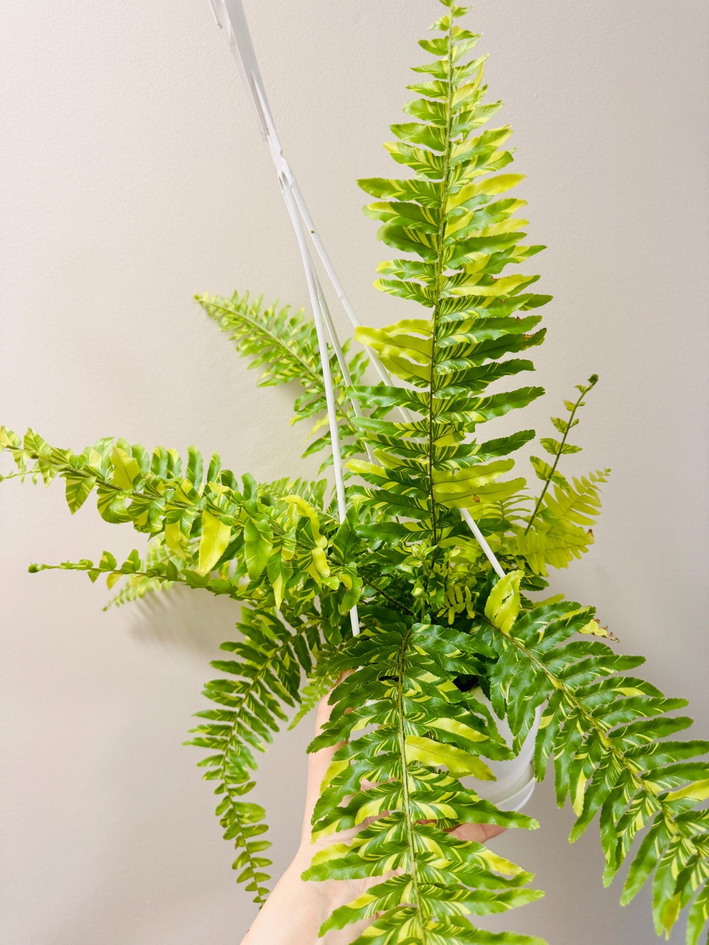 Fern Tiger - 4.5" Hanging Pot - Live Plant - optional decorative basket