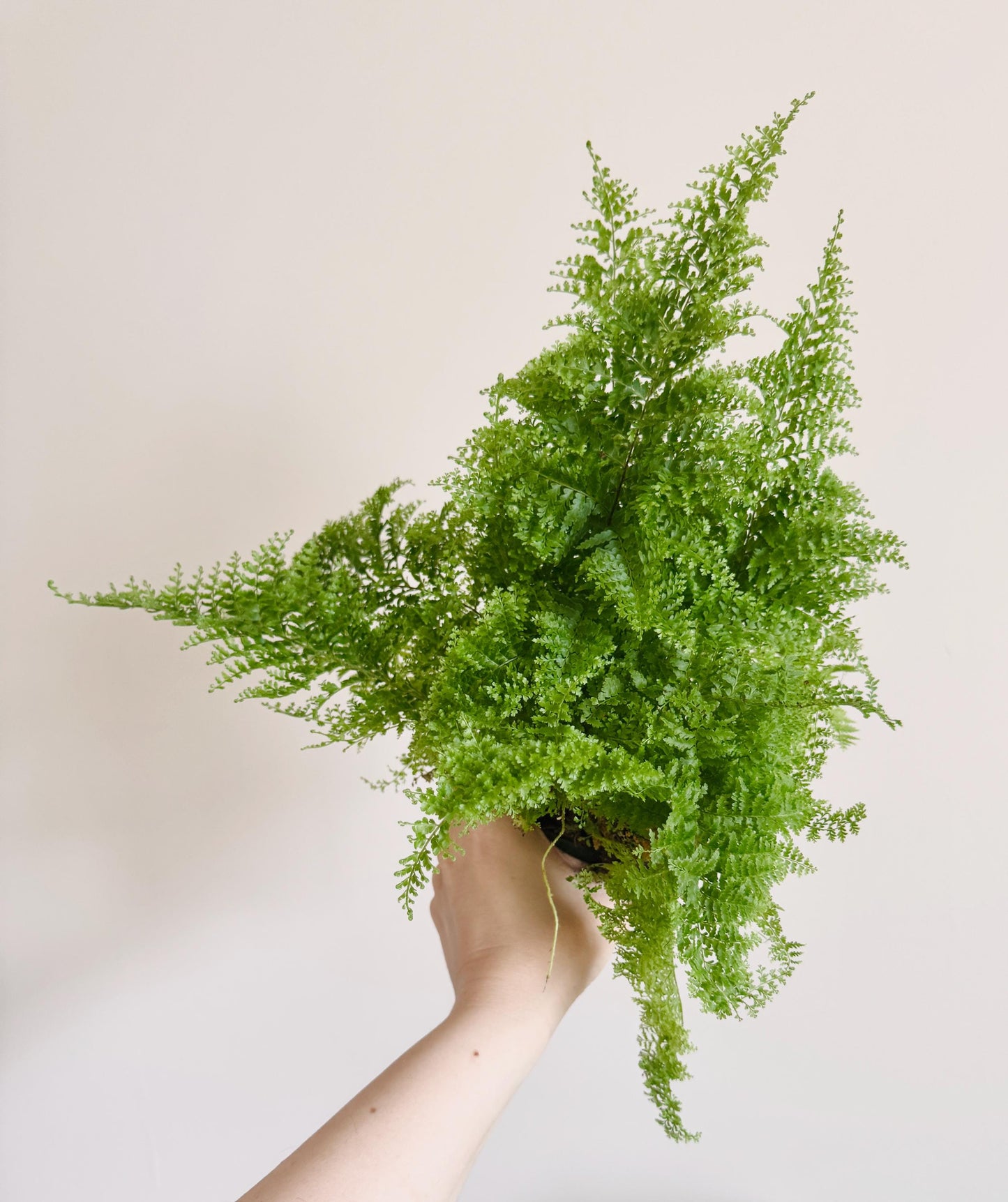 Fern Cotton Candy Plant - 4 inch Pot - Live Plant - optional decorative pot