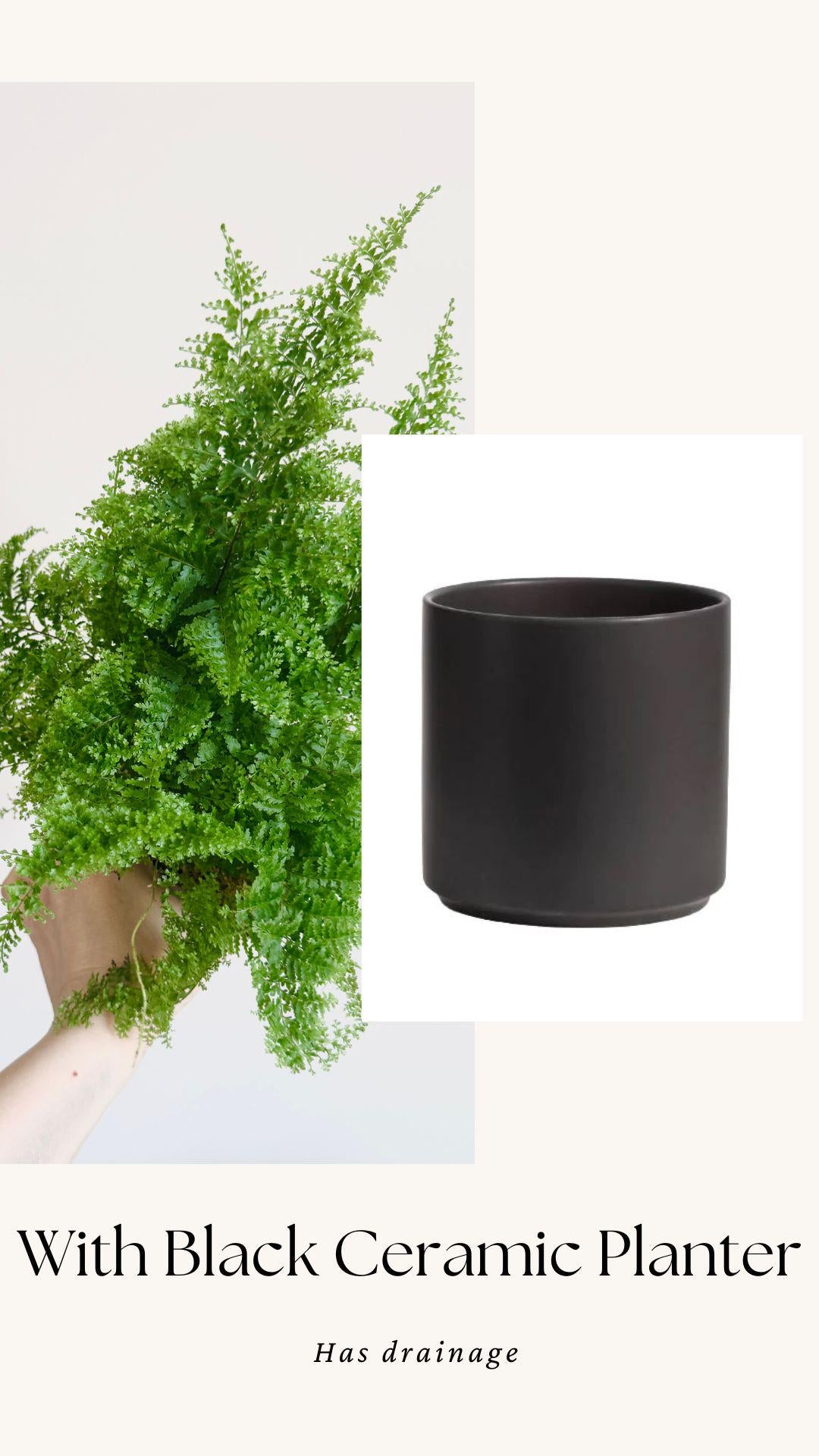 Fern Cotton Candy Plant - 4 inch Pot - Live Plant - optional decorative pot