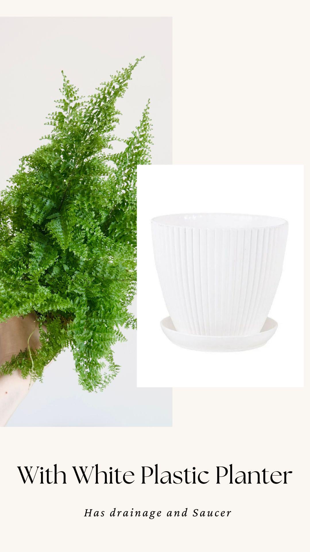 Fern Cotton Candy Plant - 4 inch Pot - Live Plant - optional decorative pot