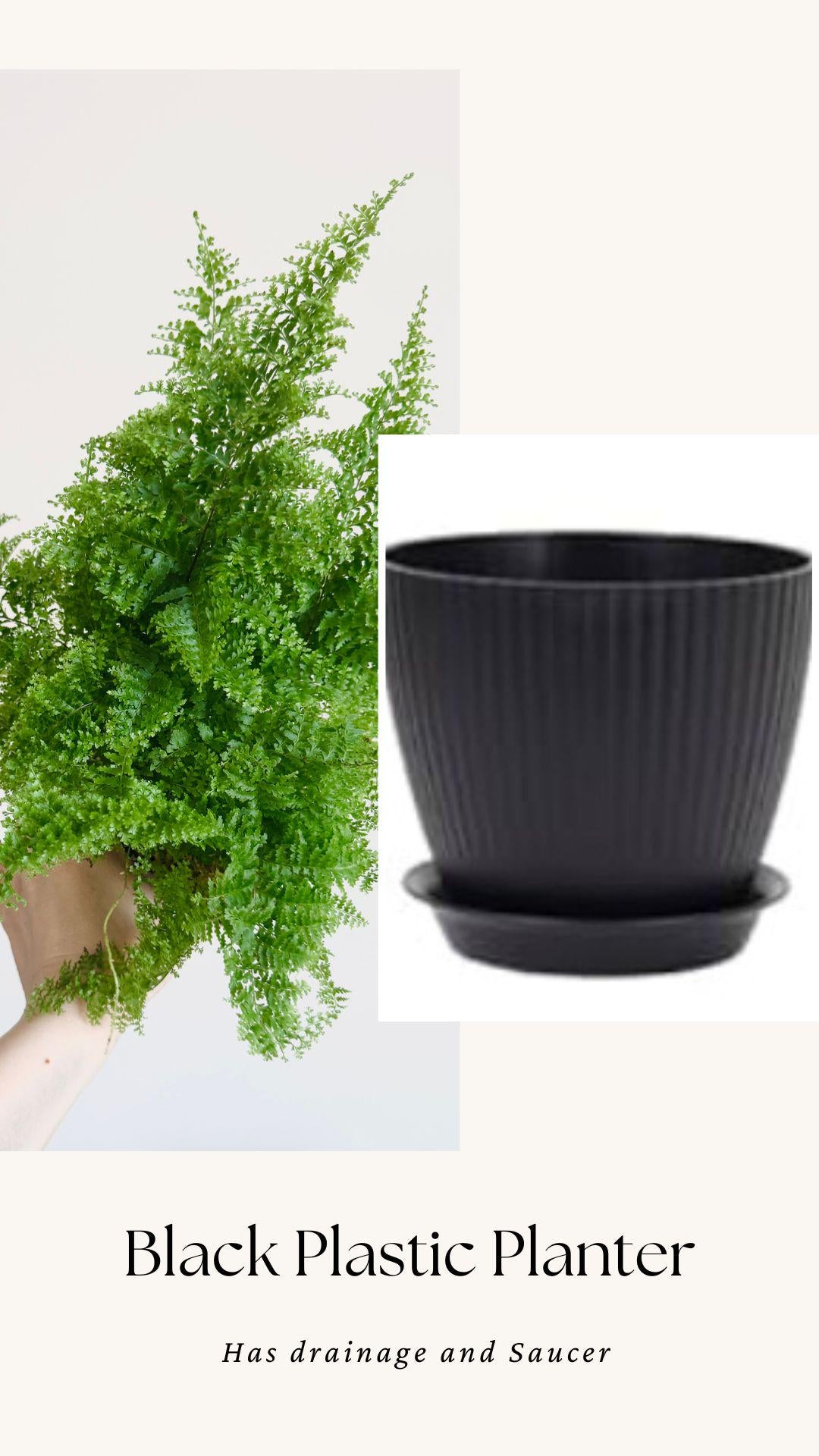 Fern Cotton Candy Plant - 4 inch Pot - Live Plant - optional decorative pot