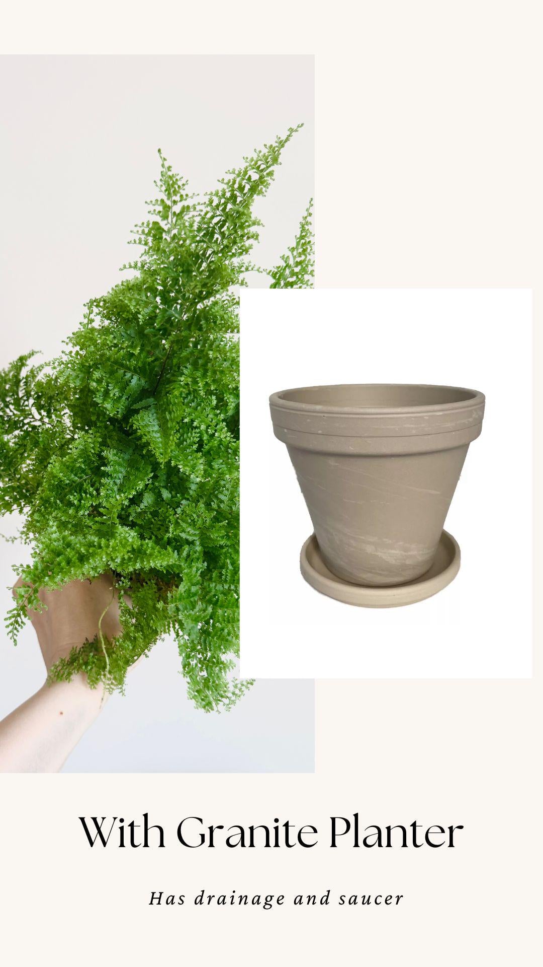 Fern Cotton Candy Plant - 4 inch Pot - Live Plant - optional decorative pot