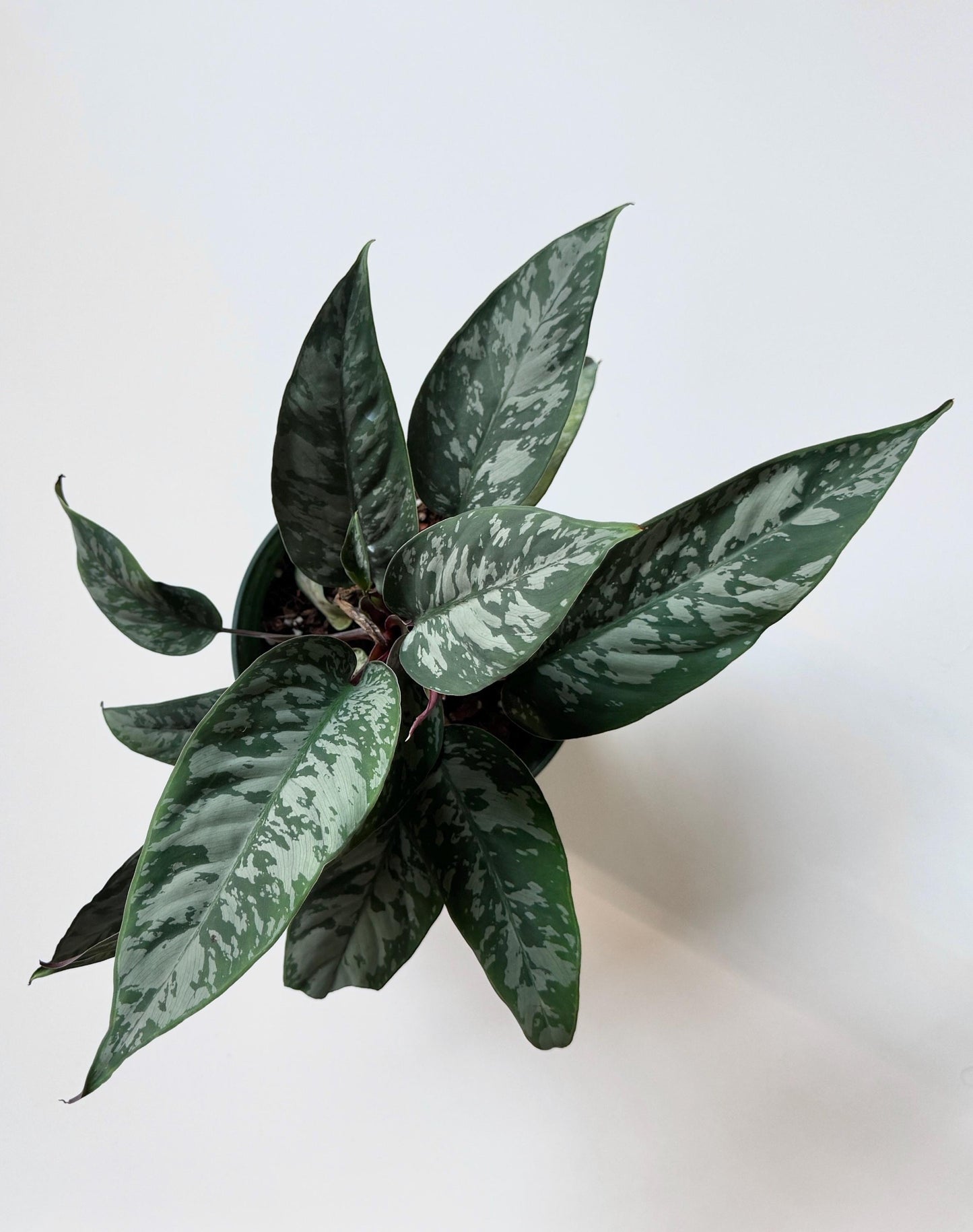 Apoballis Acuminatissima Lavallei | Homalomena Purple Sword Plant | 6 inch pot