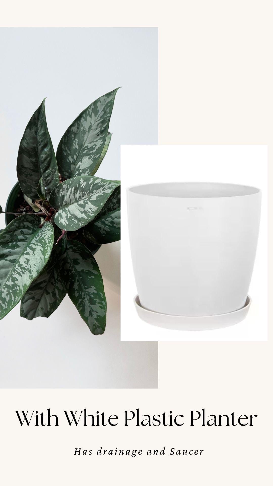 Apoballis Acuminatissima Lavallei | Homalomena Purple Sword Plant | 6 inch pot