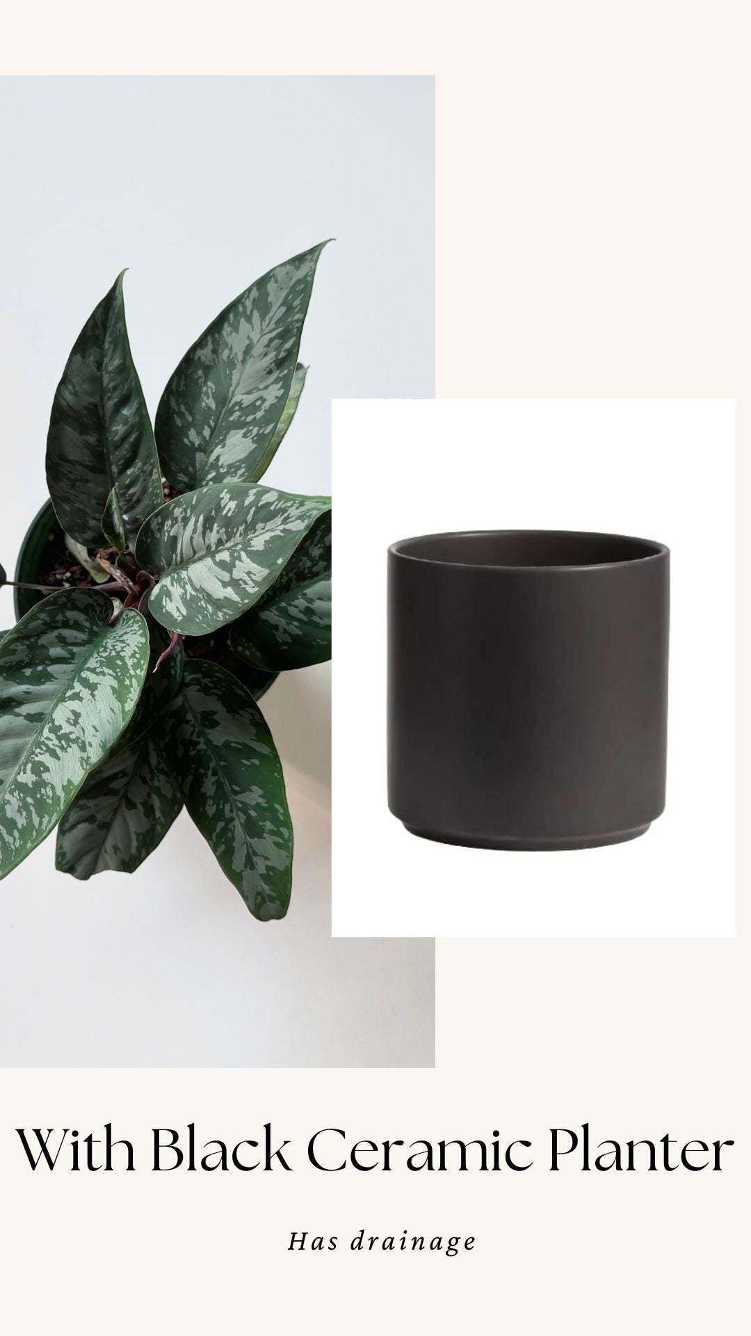 Apoballis Acuminatissima Lavallei | Homalomena Purple Sword Plant | 6 inch pot