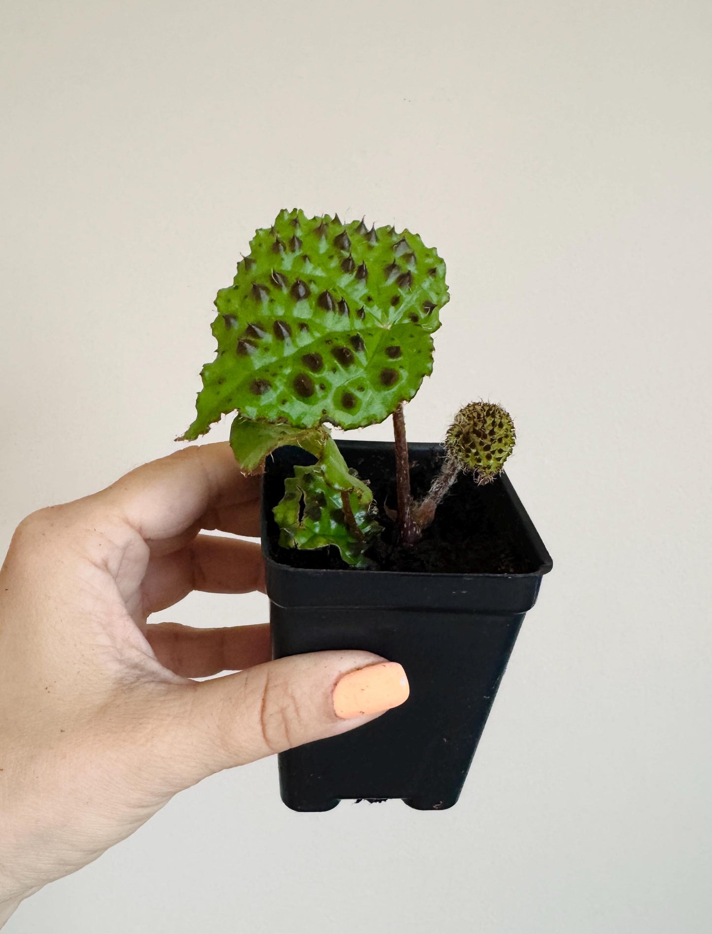 Begonia Melanobullata - 2.5β Pot - RARE Live plant - optional decorative pot