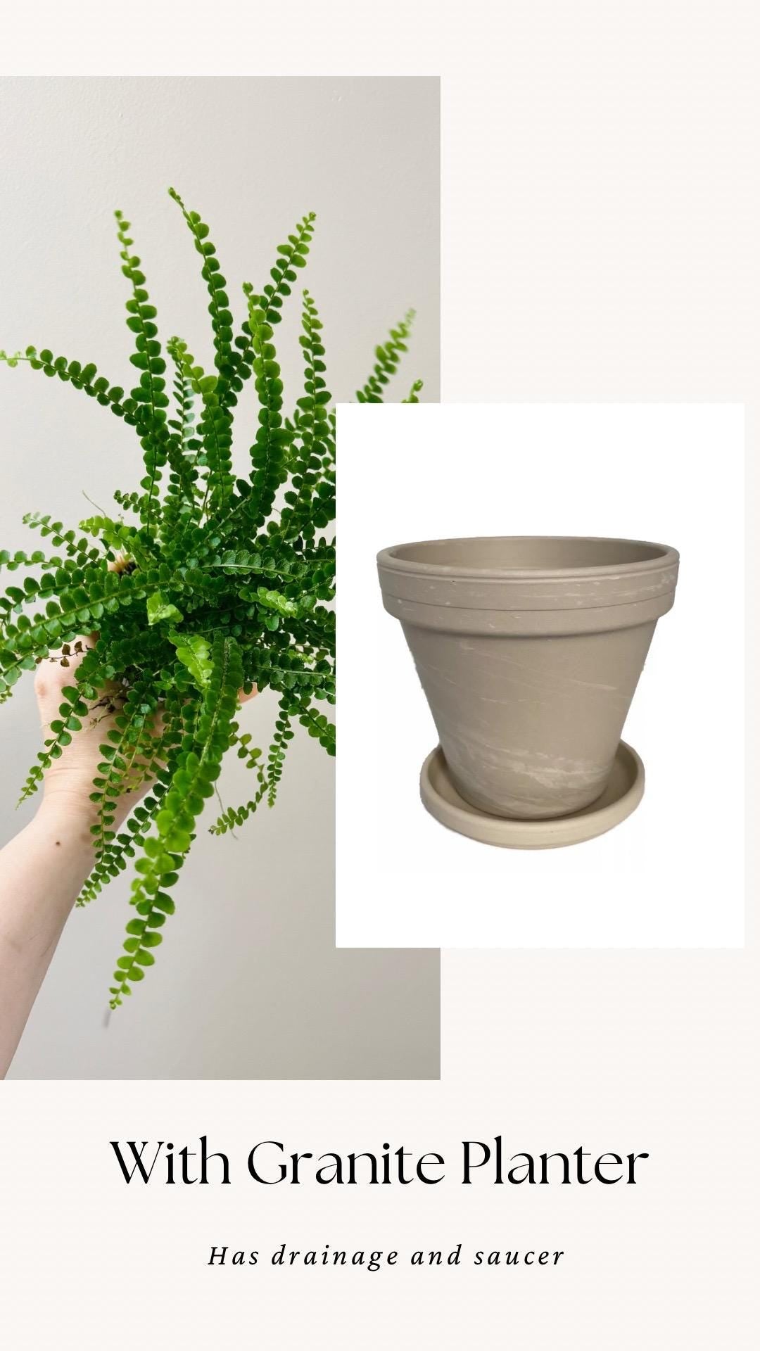 Lemon Button Fern Plant - 4 inch Pot - Live Plant - optional decorative pot