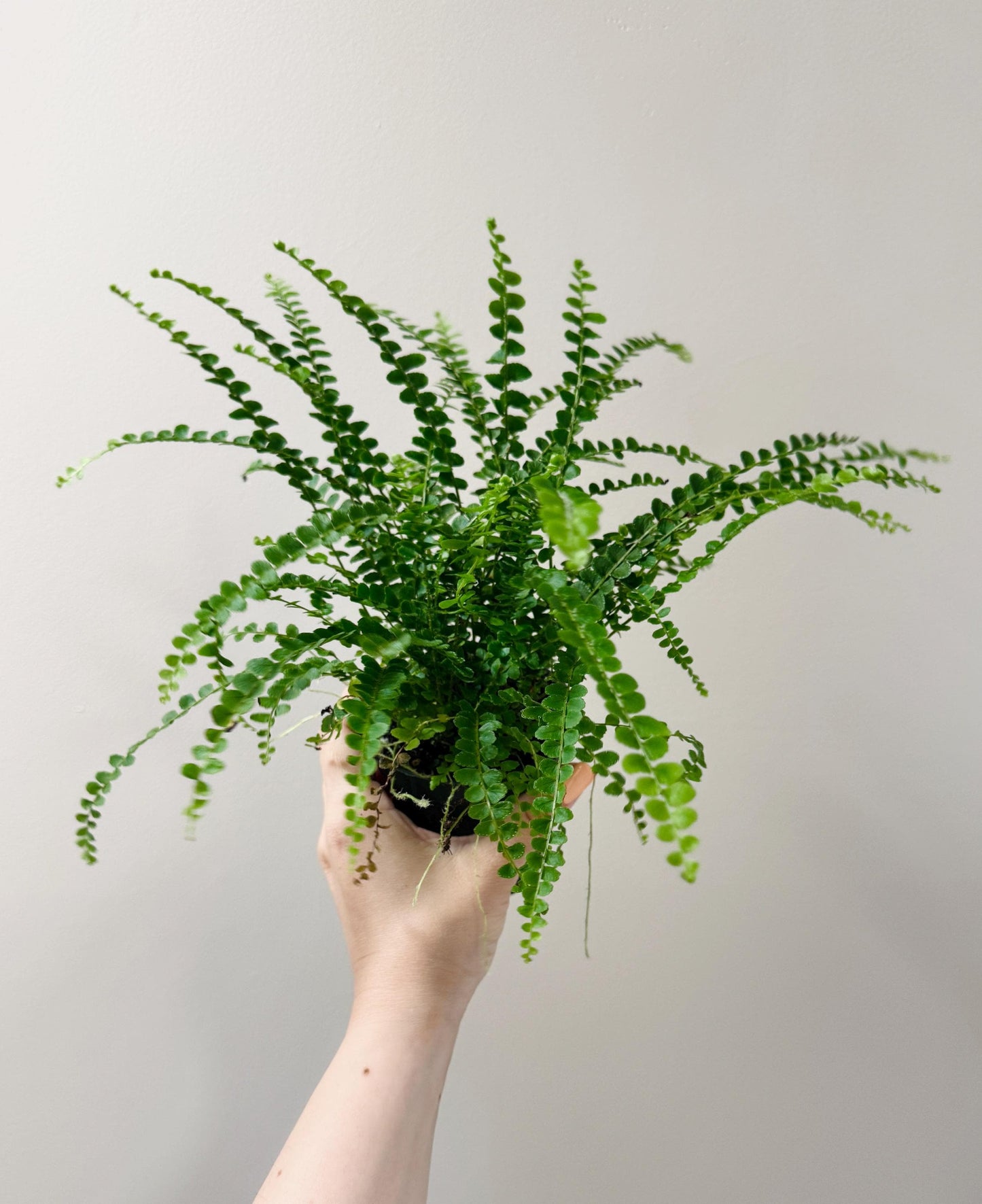Lemon Button Fern Plant - 4 inch Pot - Live Plant - optional decorative pot