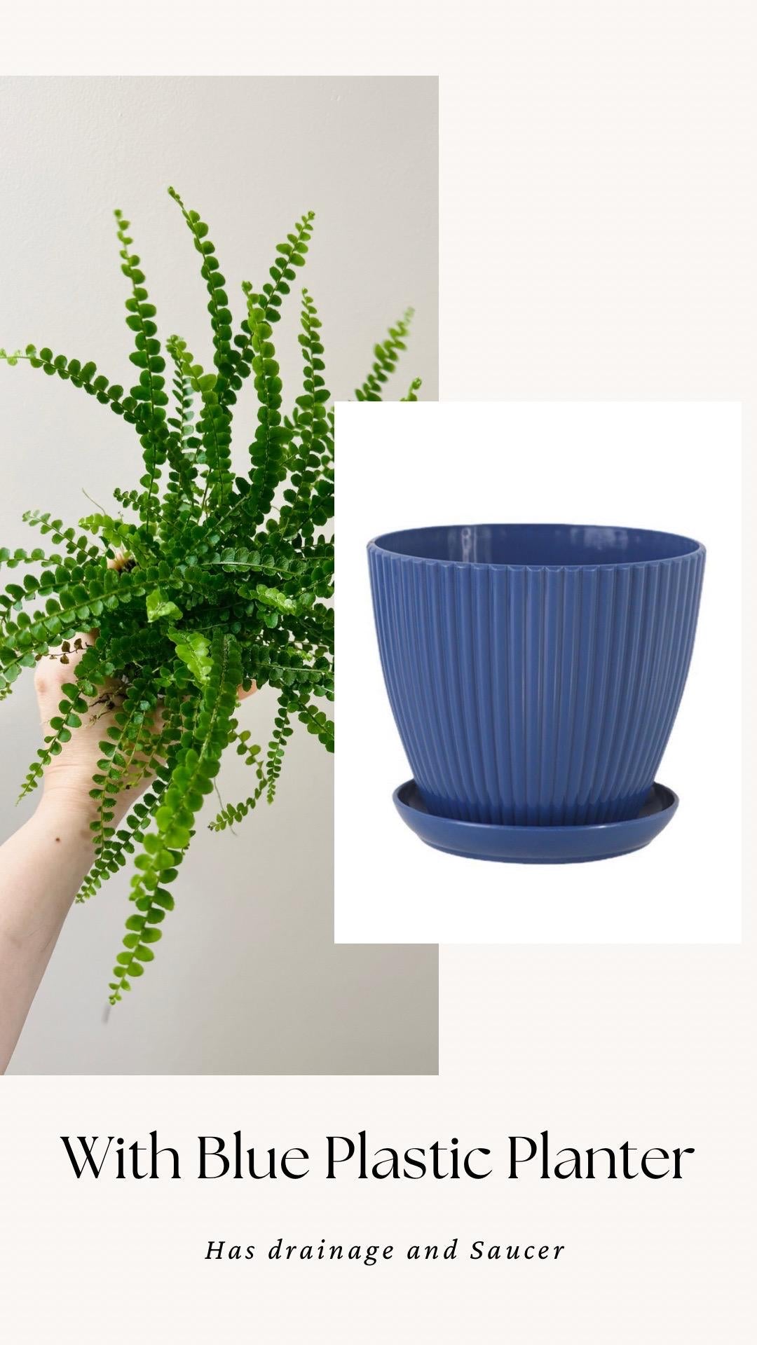 Lemon Button Fern Plant - 4 inch Pot - Live Plant - optional decorative pot
