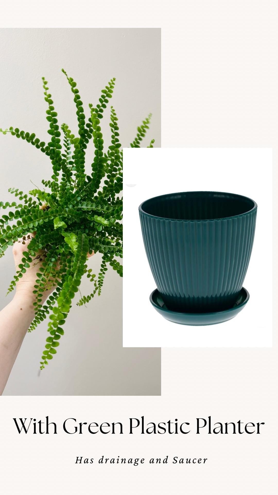Lemon Button Fern Plant - 4 inch Pot - Live Plant - optional decorative pot